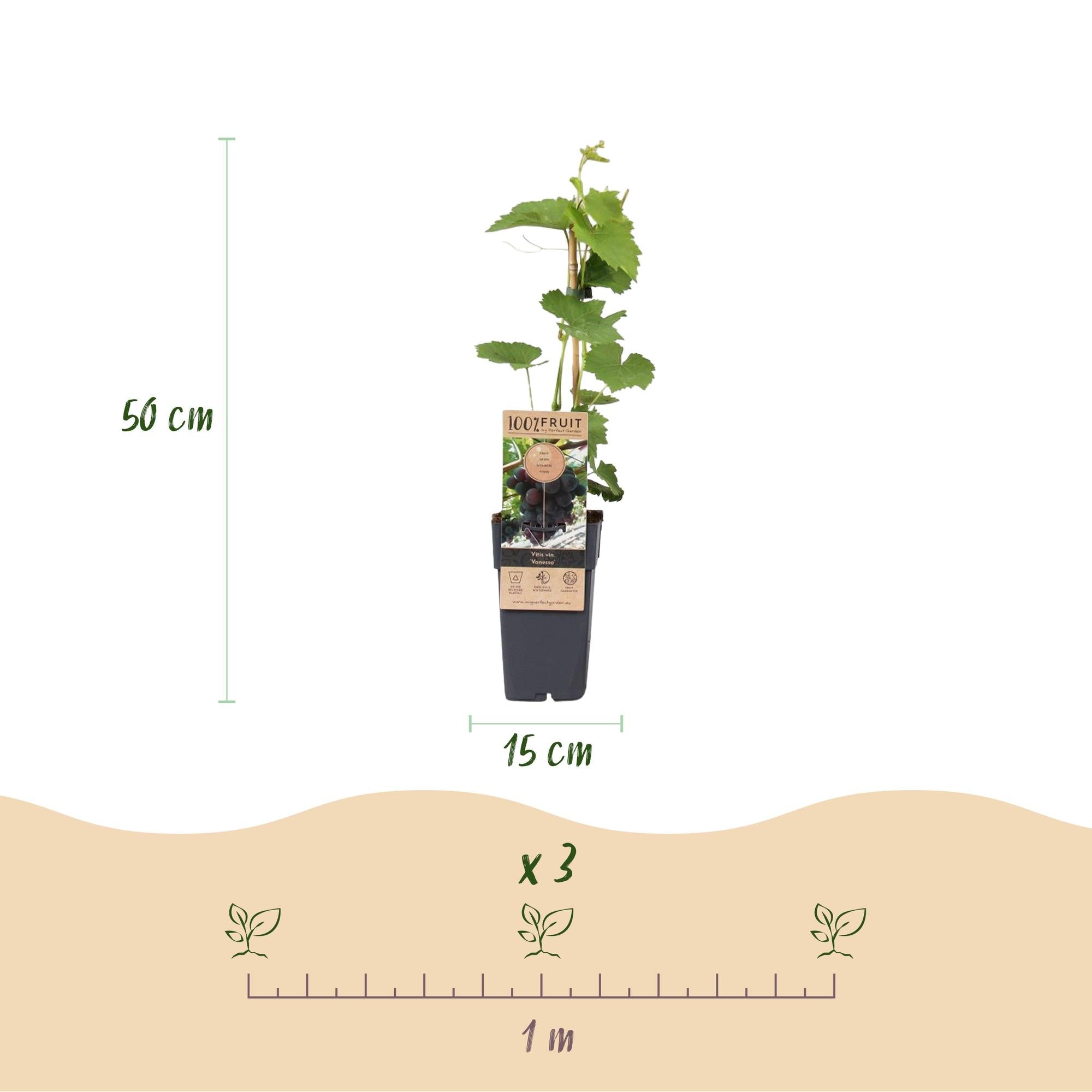 Image of Weinrebe – Vitis vinifera Himrod – Kernlose Trauben – 2 Pflanzen – Obstpflanze – 15cm – Höhe 50cm-2