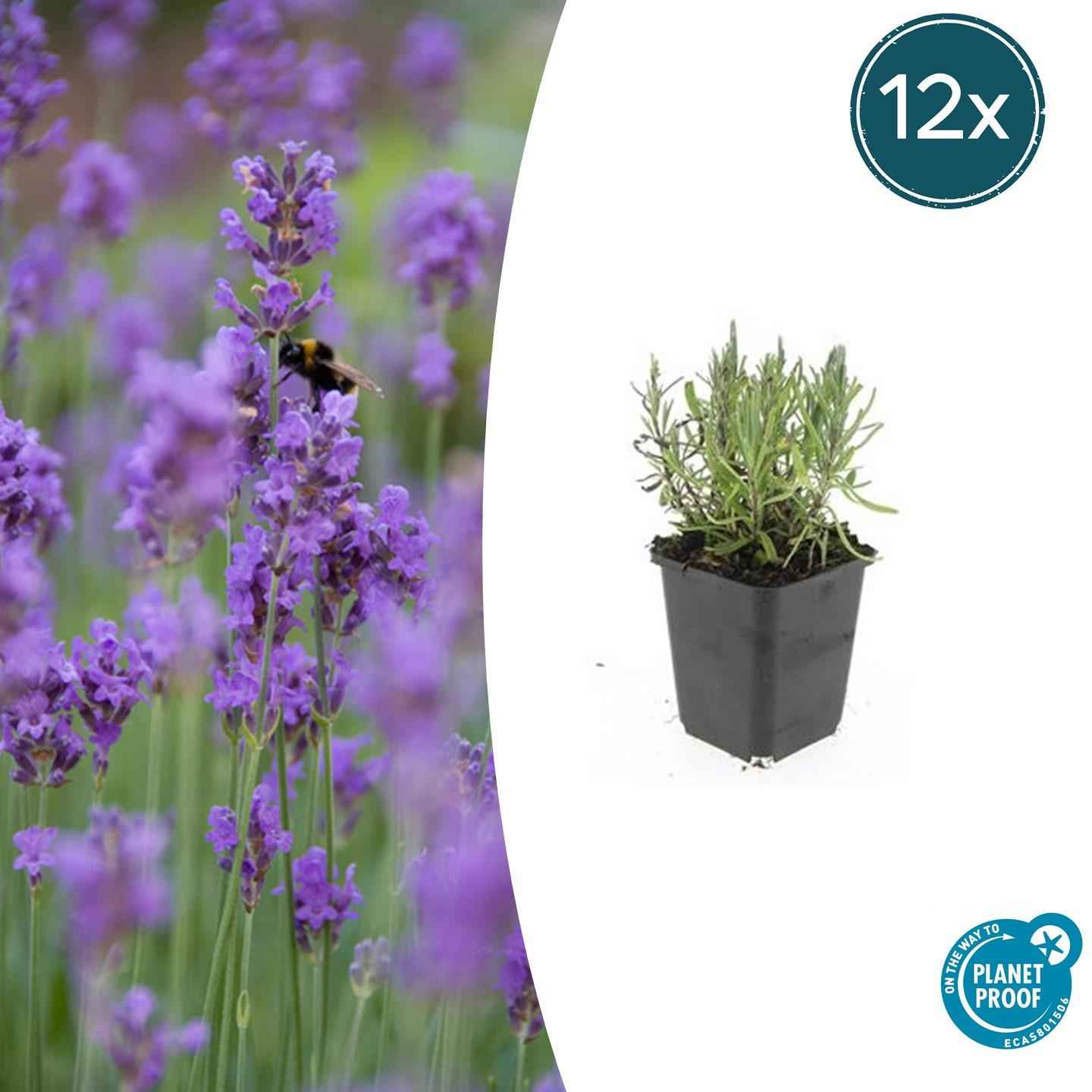 Image of Lavendel Lavandula angustifolia 'Munstead' – ↕10-25cm – Ø9cm – 12 Pflanzen