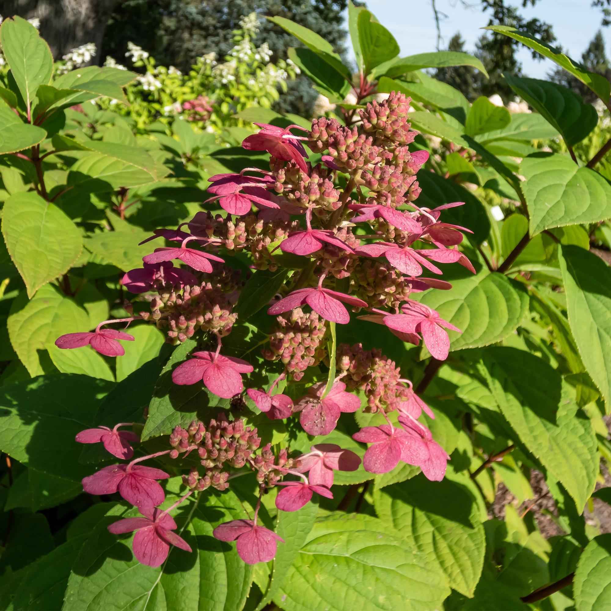 Image of Rispenhortensie – Hydrangea panniculata Wims Red – Blüte Weiß – Rot – 3 Pflanzen für 1m² – Laubabwerfend – Große Blüten – 17cm – Höhe ca. 50cm-2