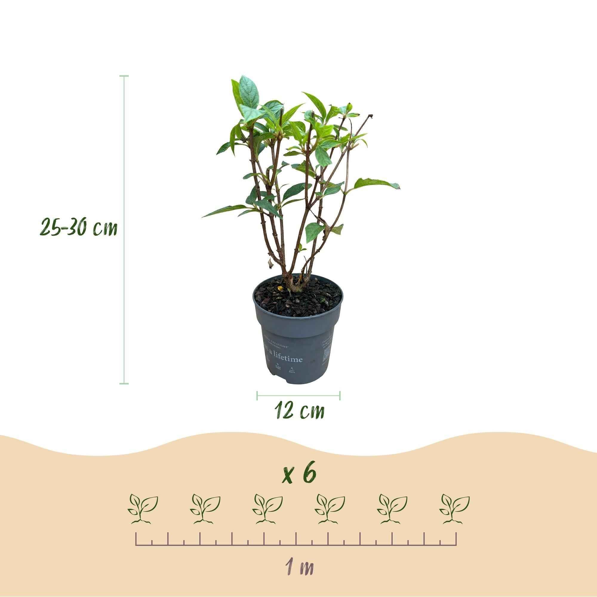 Image of Rispenhortensie Hydrangea paniculata Living Pink & Rose winterhart rosa 20-30cm im 12cm Topf für Garten Balkon Terrasse Beet bienenfreundlich