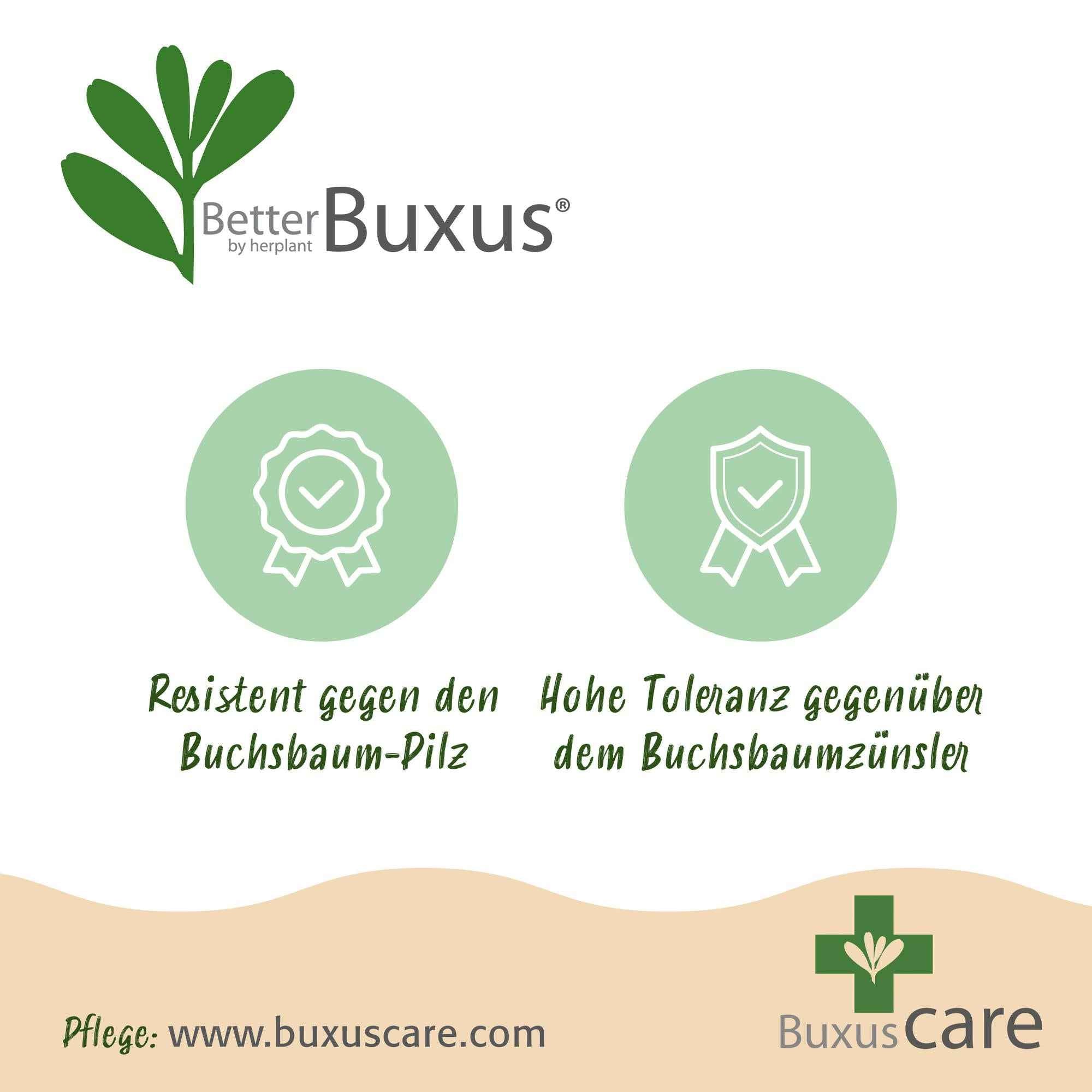 Image of BetterBuxus Skylight Kugel 30cm 26cm widerstandsfähig pflegeleicht für Garten Balkon Terrasse Formschnitt winterhart dekorative Kugelpflanze