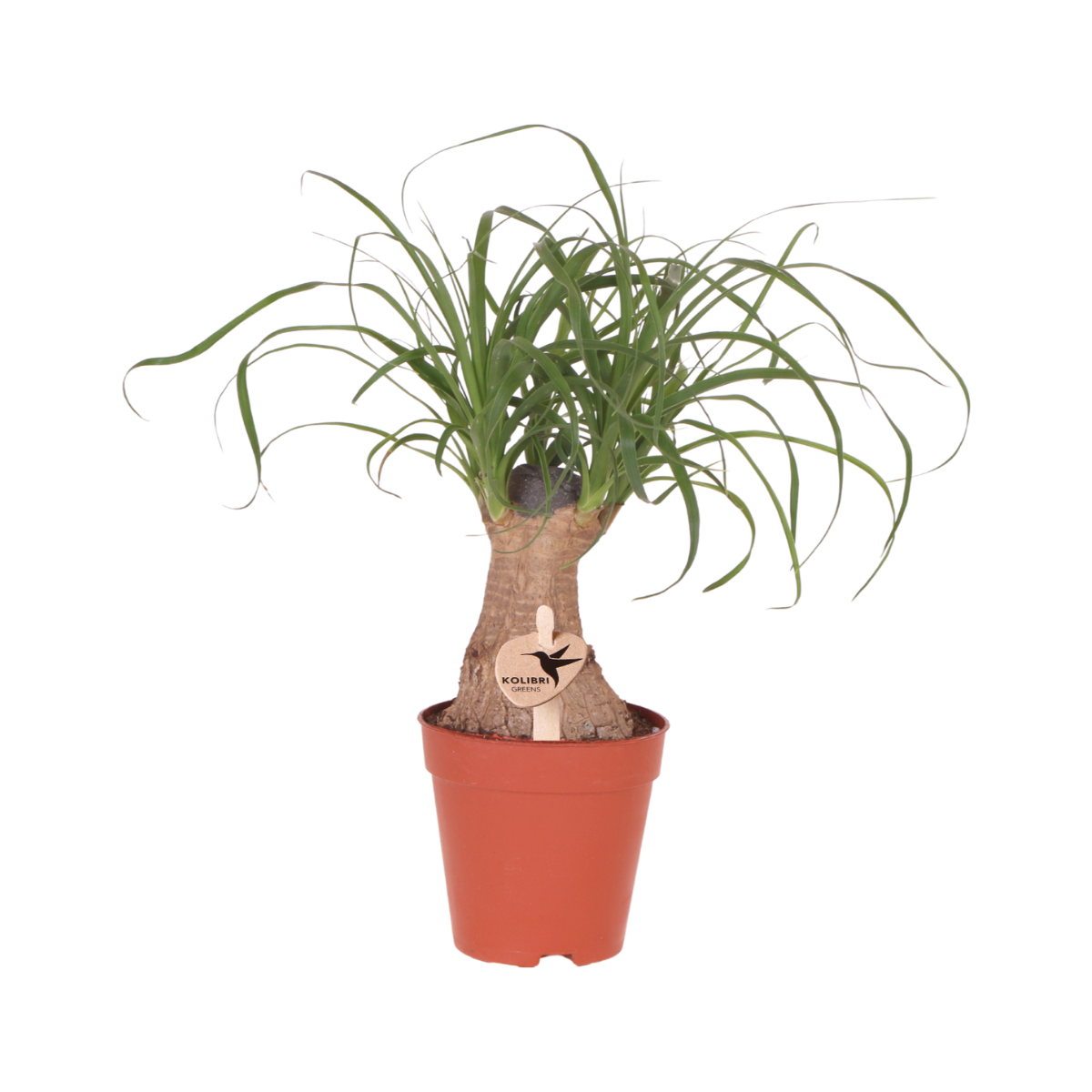 Image of Beaucarnea recurvata – Elefantenfuß – Zimmerpflanze – Klumpstamm – Ø9cm – Pflegeleicht-0