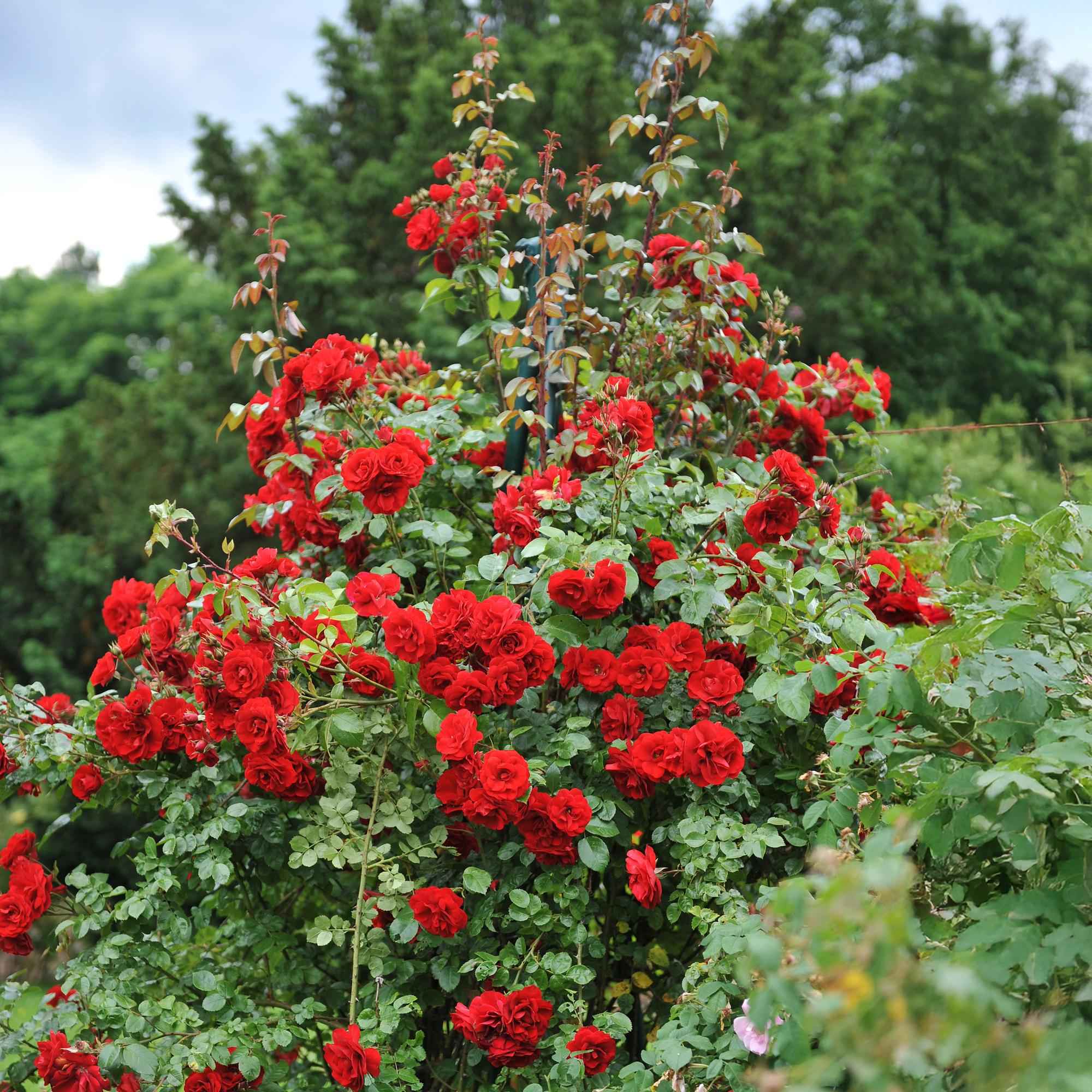 Image of Kletterrose Rosa Red Climber – 2 Pflanzen 11cm – ca. 40cm hoch – Dunkelrote duftende Blüten – pflegeleicht – Ideal für Wände, Zäune & Pergolen