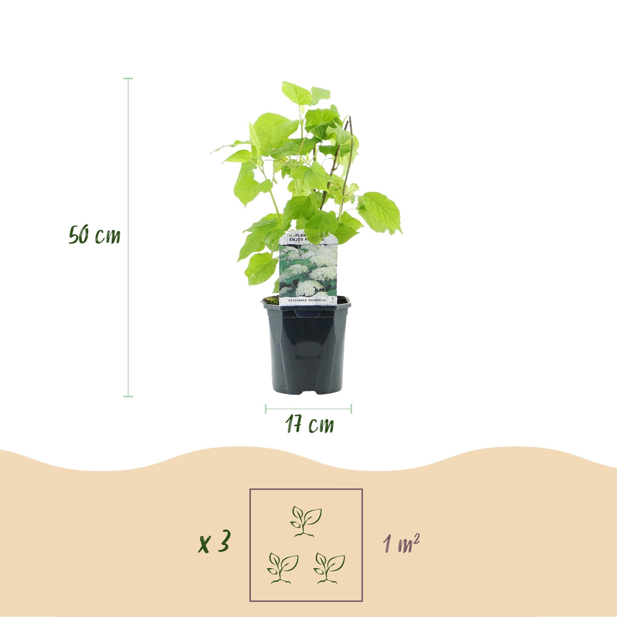 Image of Rispenhortensie – Hydrangea arborescens Annabelle – Blüte Weiß – Große Blüten – 17cm Höhe 50cm – Winterhart & pflegeleicht für Beet & Kübel-3