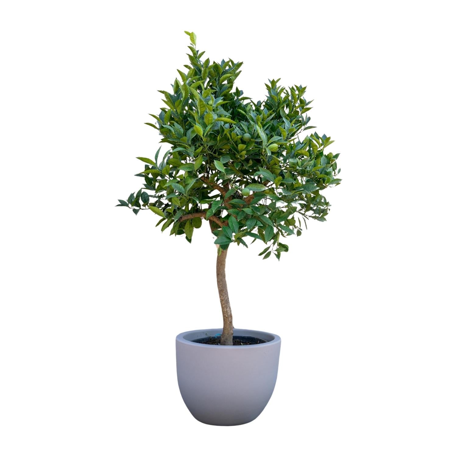 Image of Orangenbaum, mediterrane Zitruspflanze mit Früchten und duftenden Blüten, Ø40cm, 200cm hoch, immergrüner Citrusbaum für Terrasse, Balkon,-1