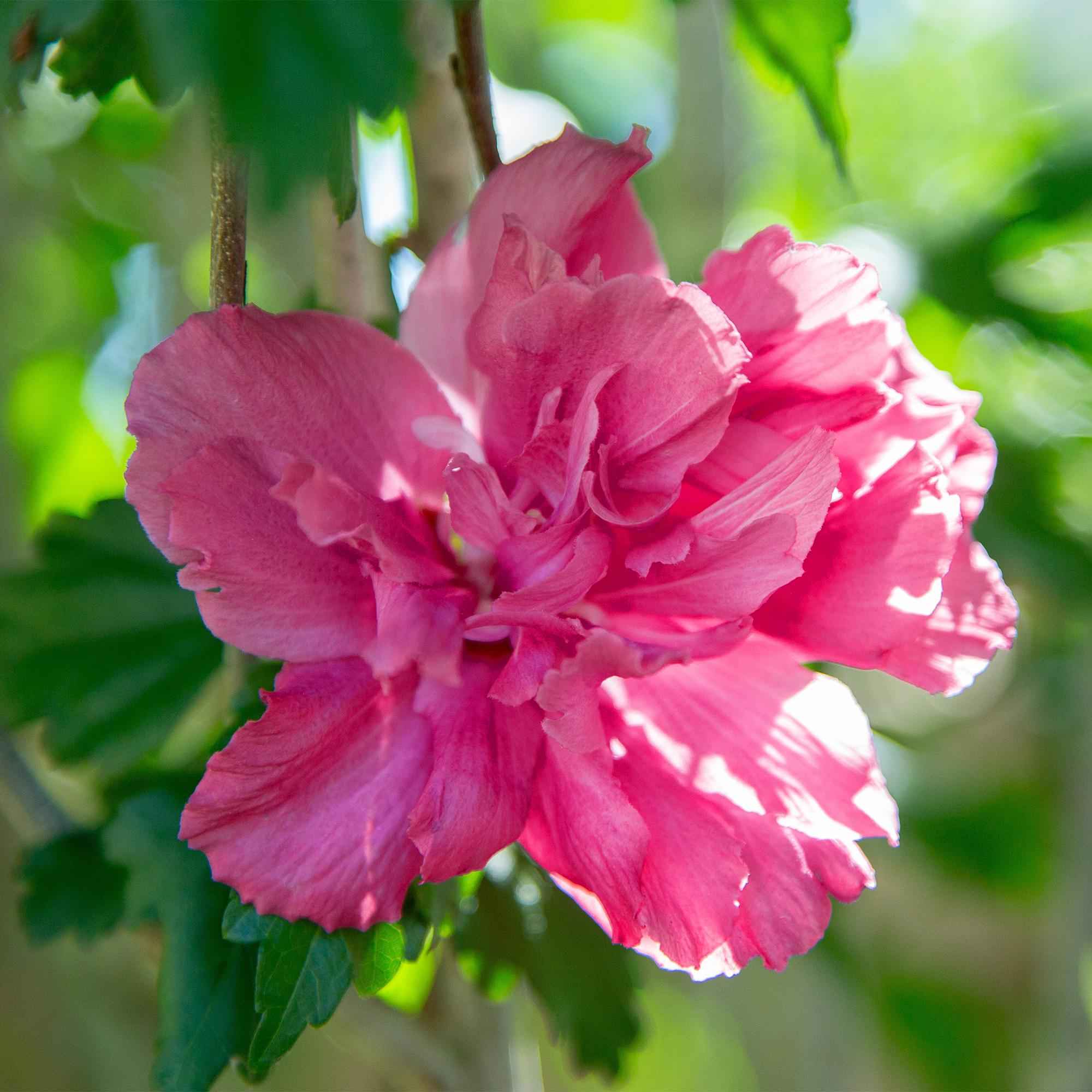 Image of Hibiscus syriacus Magenta Chiffon – Blühende Stamm – Pflanze mit magentafarbenen Blüten – Laubabwerfend & pflegeleicht – Topf Ø19cm – Höhe ca. 90cm-4