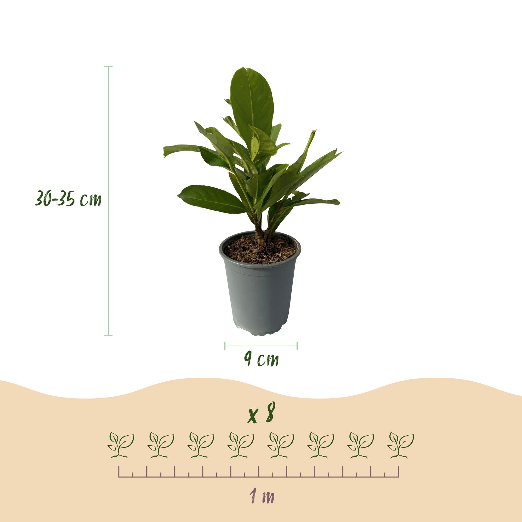 Image of Kirschlorbeer Prunus laurocerasus Rotundifolia – Immergrüne Heckenpflanzen – 8 Pflanzen – 1m – 9cm Höhe 30-35cm – Grün – Pflegeleicht-2