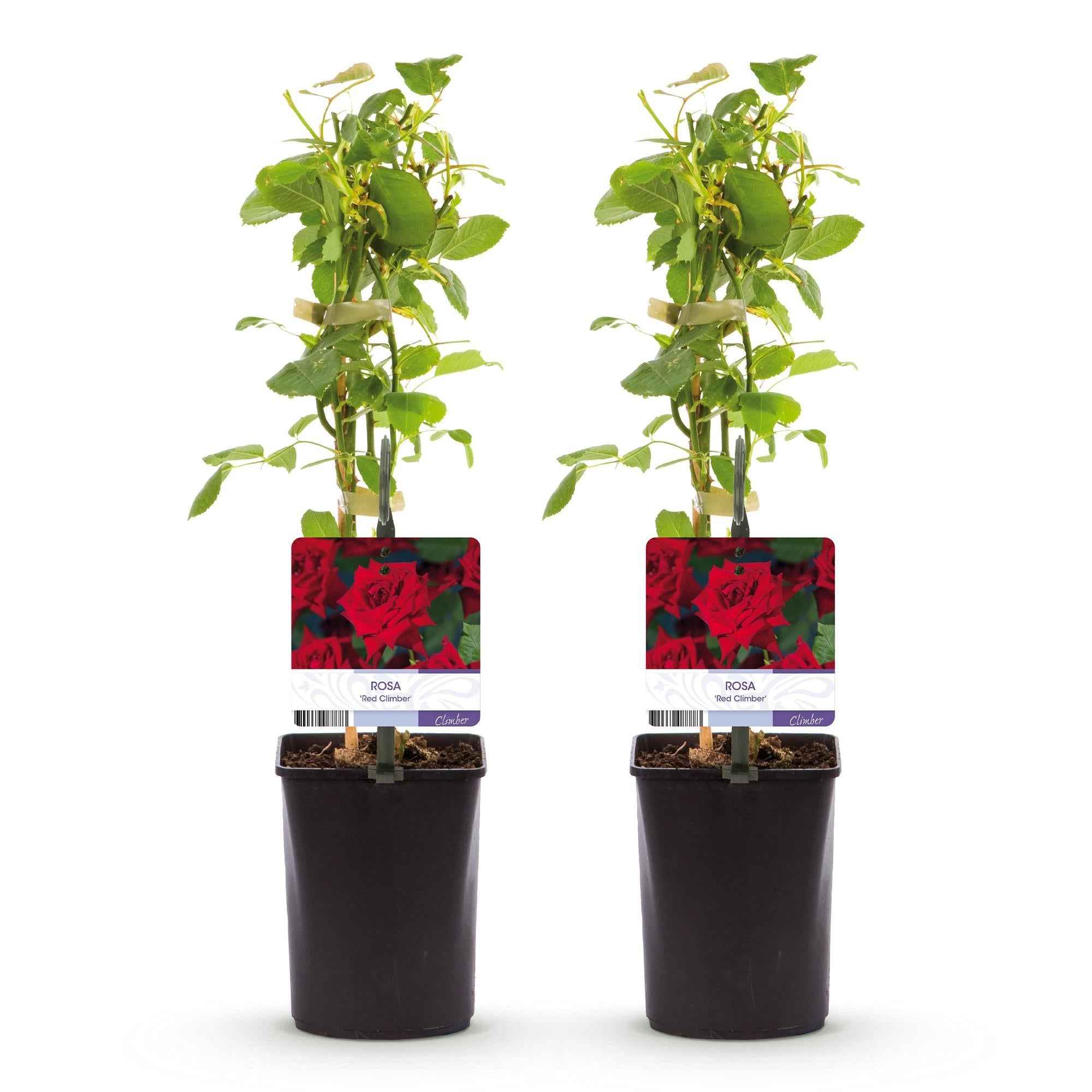 Image of Kletterrose Rosa Red Climber – 2 Pflanzen 11cm – ca. 40cm hoch – Dunkelrote duftende Blüten – pflegeleicht – Ideal für Wände, Zäune & Pergolen