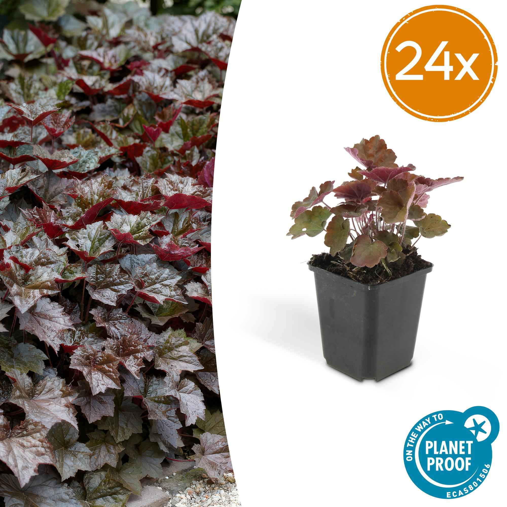 Image of Heuchera ‘Palace Purple’ – Bodendecker Ø9cm – Höhe 10-25cm – Dunkel – purpurrote Blätter – Weiße Blüten – Schattengarten – Pflanze – 24 Pflanzen-1