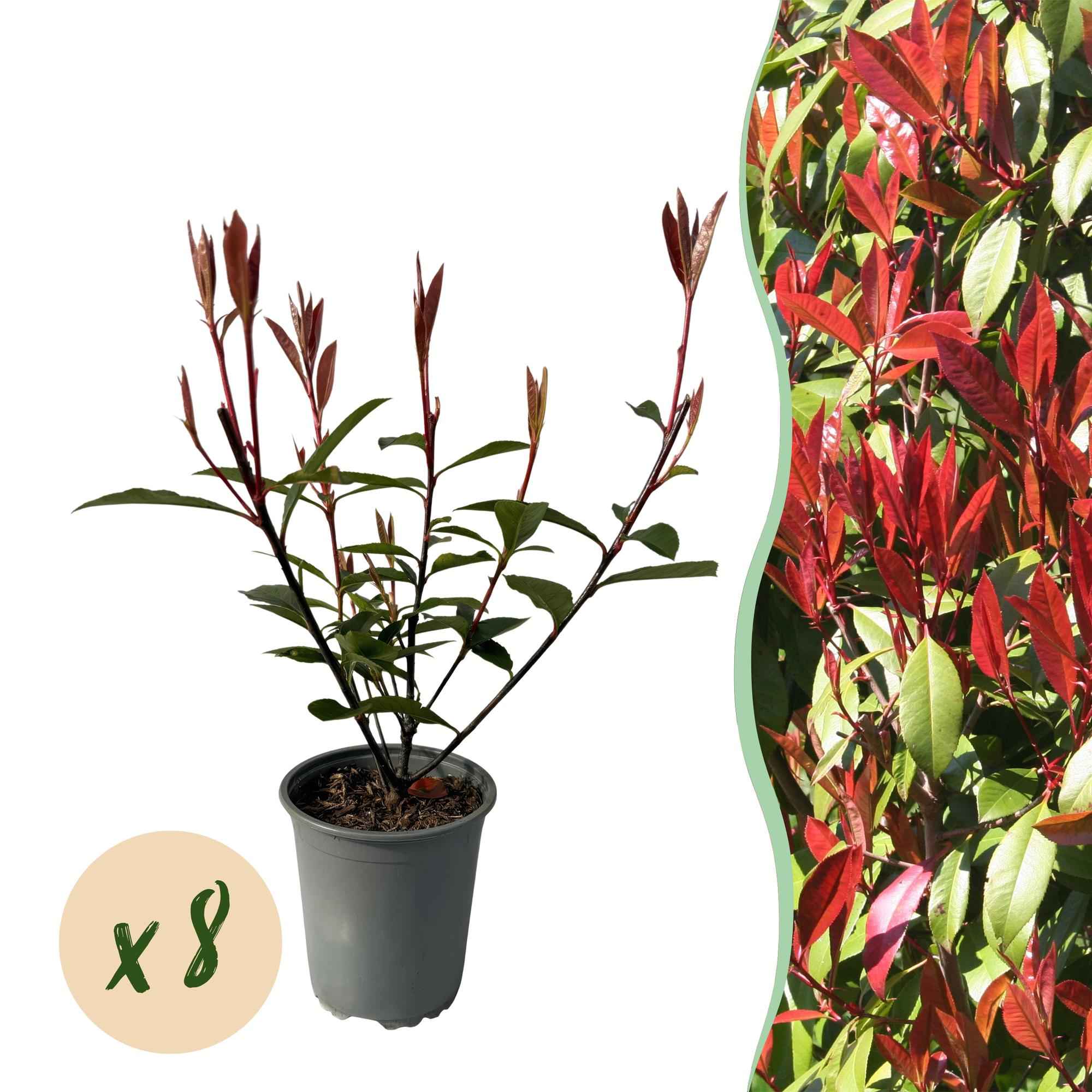 Image of Glanzmispel Photinia fraseri Carre Rouge – Immergrüne Heckenpflanzen – 8 Pflanzen – 1m – 9cm Höhe 30-35cm – Rote & grüne Blätter – Pflegeleicht-1