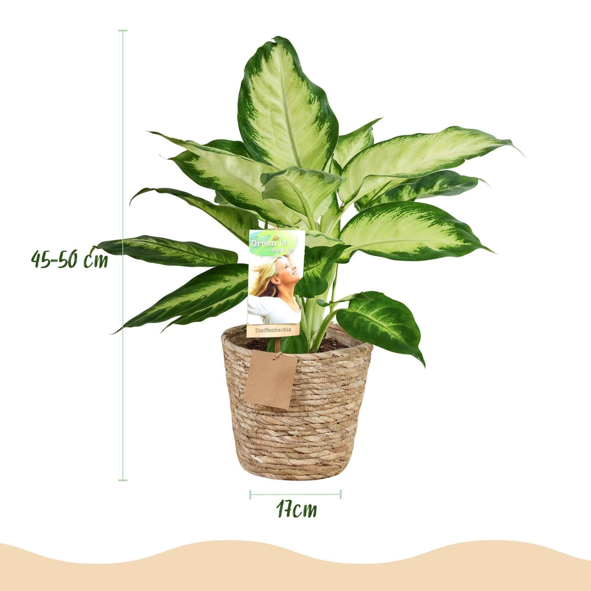 Image of Dieffenbachia Camilla – 45-50cm – 17cm inkl. Naturkorb – Pflegeleichte bunte Zimmerpflanze – Grün – creme gemustertes Blattwerk-2