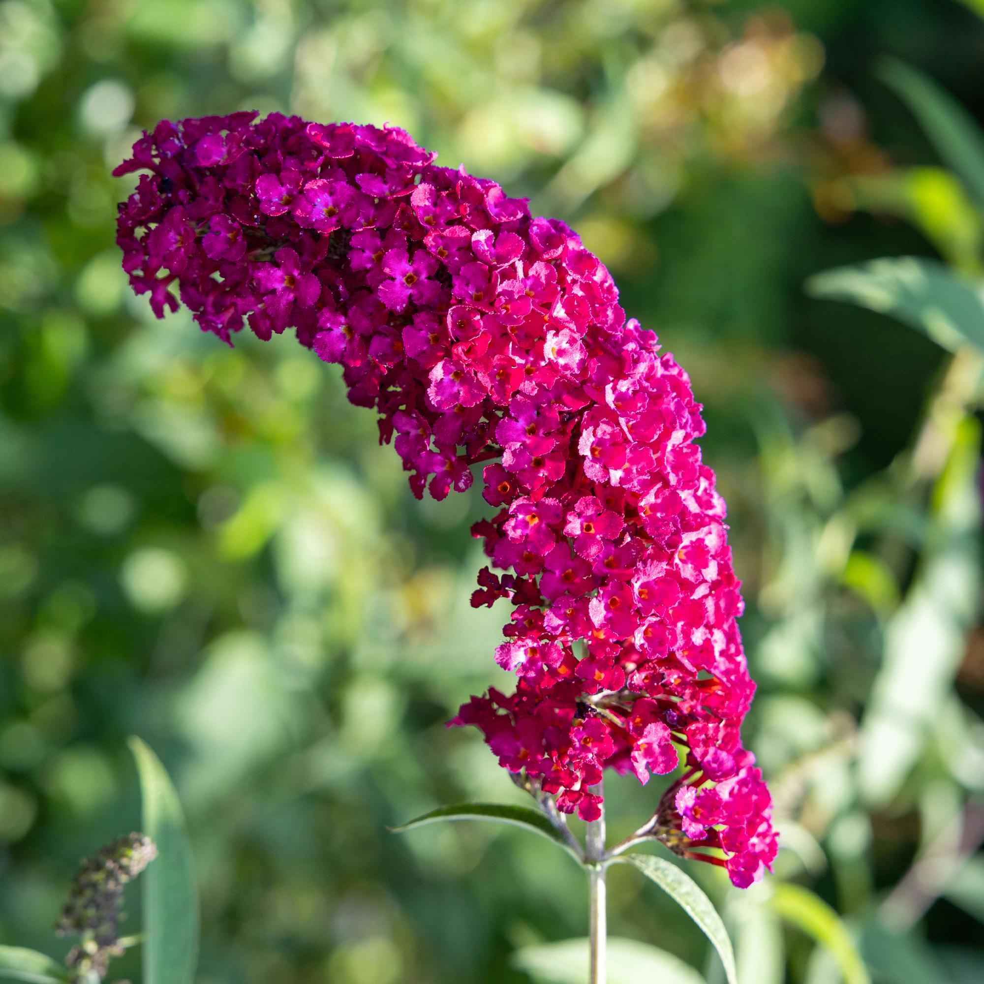 Image of Schmetterlingsstrauch Buddleja davidii Royal Red – Rote Blüten – Laubabwerfend – Schmetterlingsfreundlich – 17cm Höhe 25cm-4