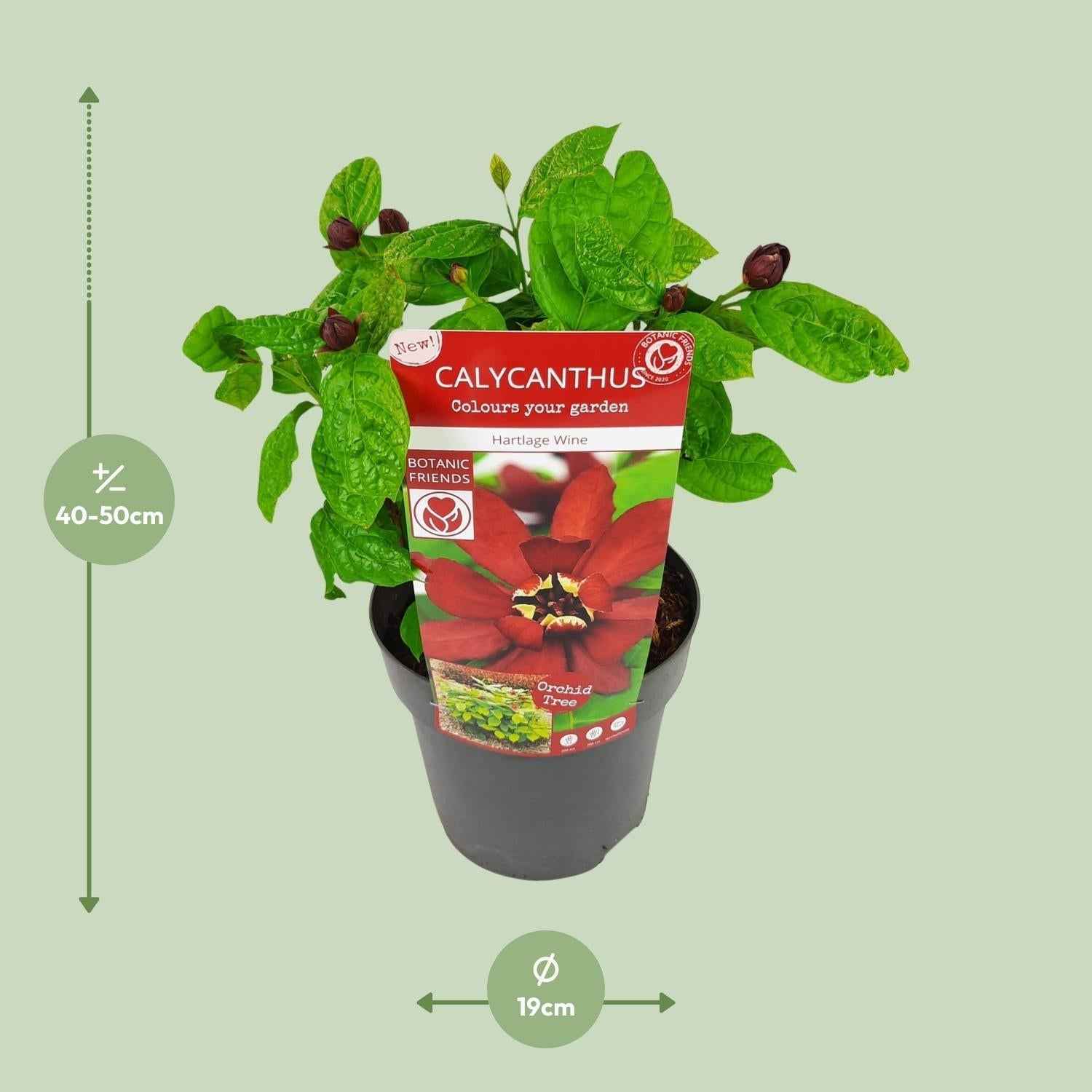 Image of Sinocalycanthus Hartlage Wine – Ø19cm – ca.30-50cm hoch – Carolina Allspice – Duftender Zierstrauch mit rot – violetten Blüten – Garten & Kübelpflanze-1