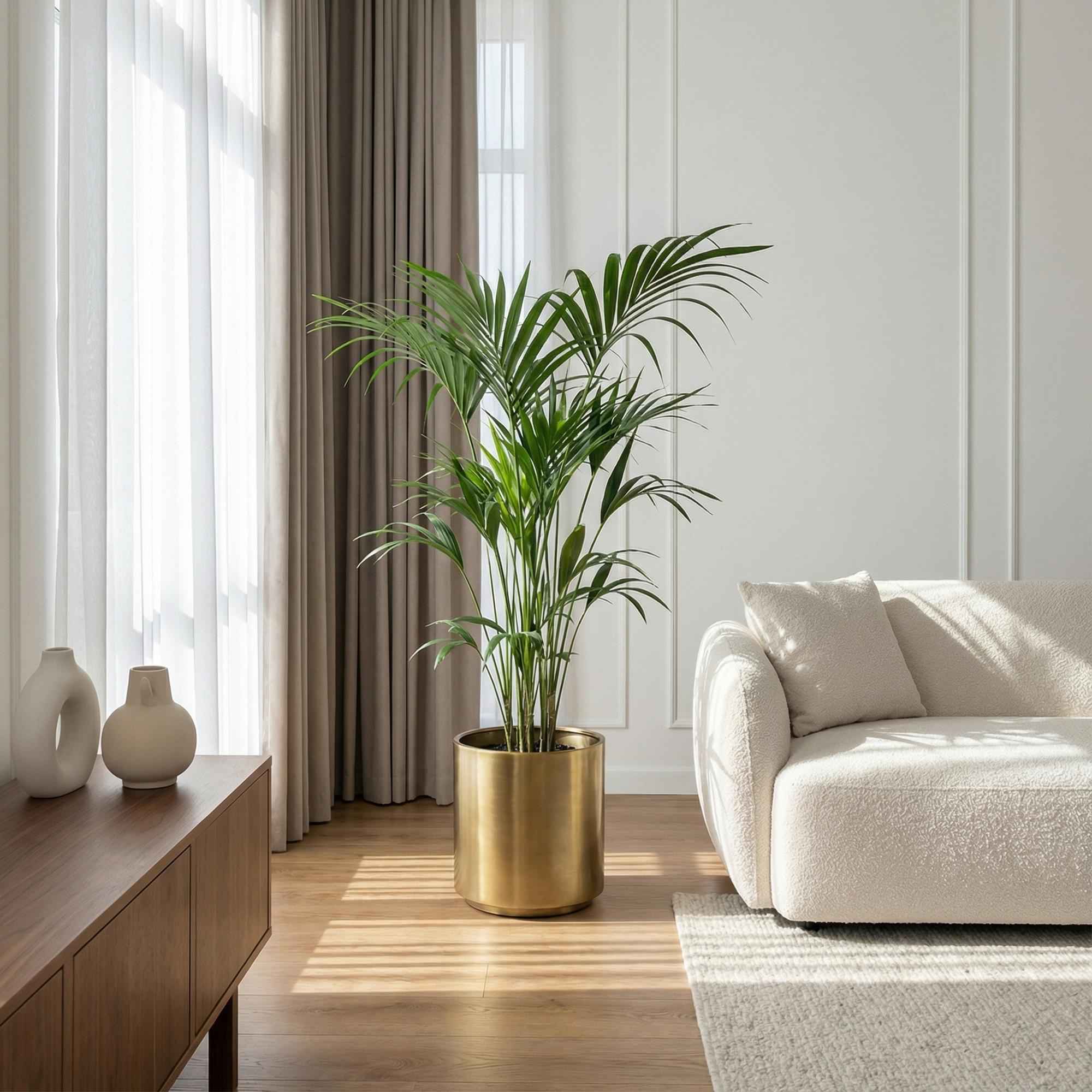 Image of Howea Forsteriana – Kentia – Palme – 140-150cm – Ø24cm – Pflegeleichte Zimmerpalme mit gefiederten Blättern – Tropische Grünpflanze für Innenräume