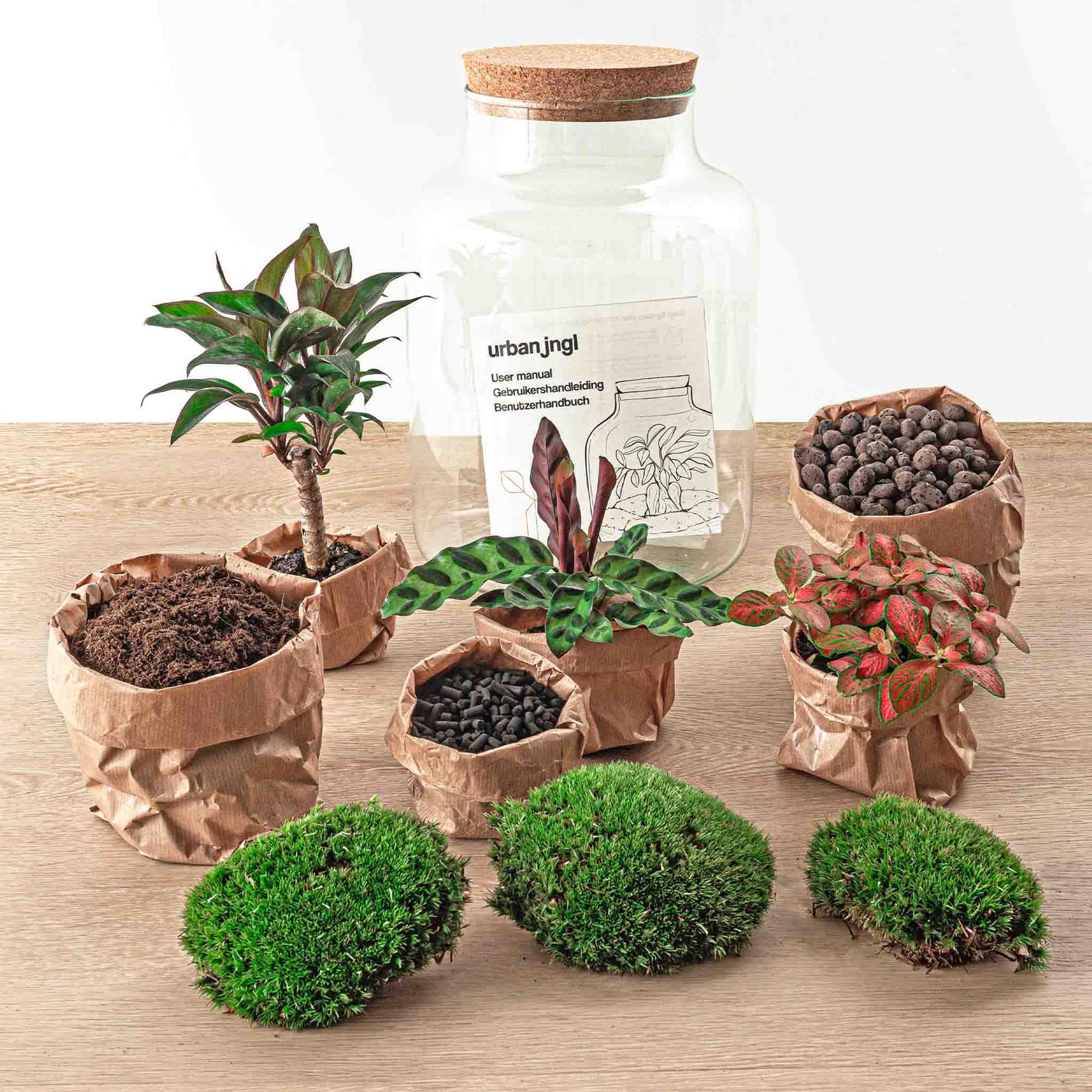 Image of Flaschengarten DIY Bausatz – Terrarium Milky Palme – Ø21cm x 30cm – Selbstbewässerndes Mini – Ökosystem – Inklusive Anleitung-3