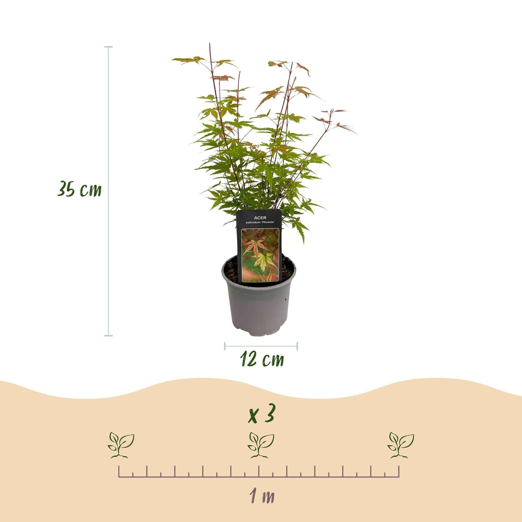Image of Ahorn Acer palmatum Phoenix – 12cm – Höhe ca. 35cm – Rosa Austrieb & rote Blüte-4