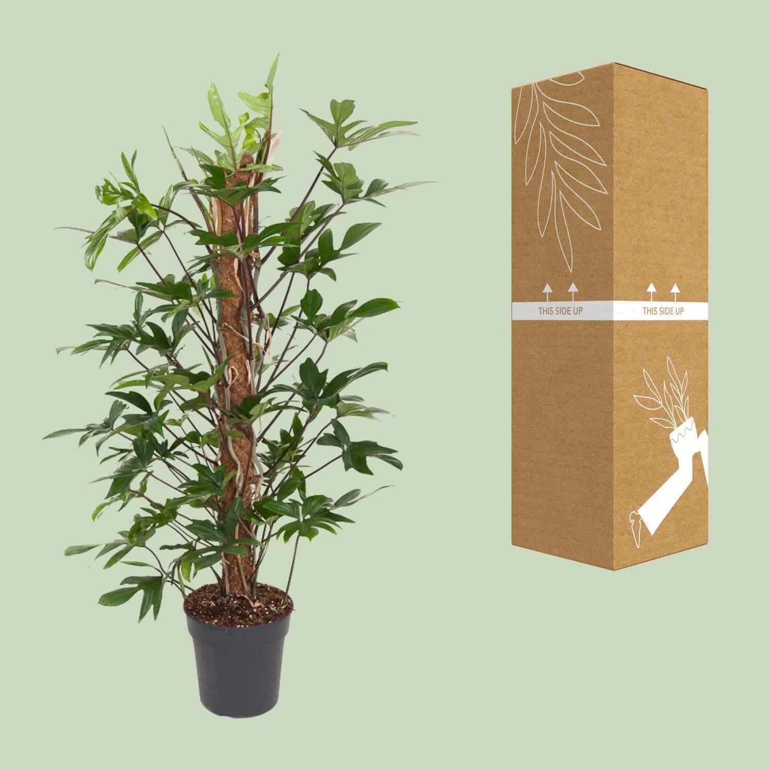 Image of Baumfreund – Philodendron Pedatum – Zimmerpflanze – Ø24cm – ↕120cm – Pflegeleicht – Halbschatten – Üppiges grünes Laub
