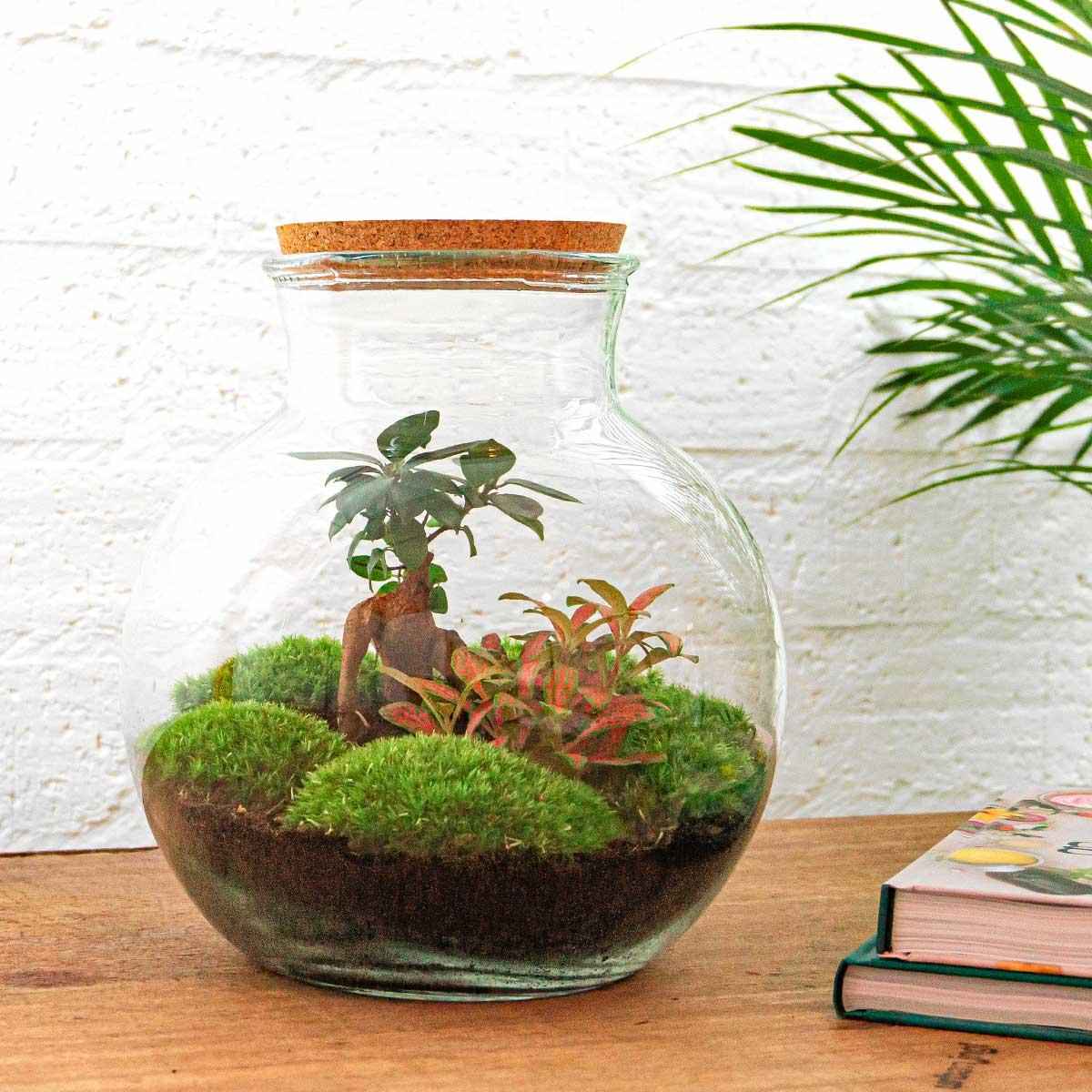 Image of Flaschengarten DIY Bausatz Teddy Bonsai – Terrarium Ø25cm x H26,5cm – Do – It – Yourself Pflanzterrarium – Autarkes Mini – Ökosystem-1