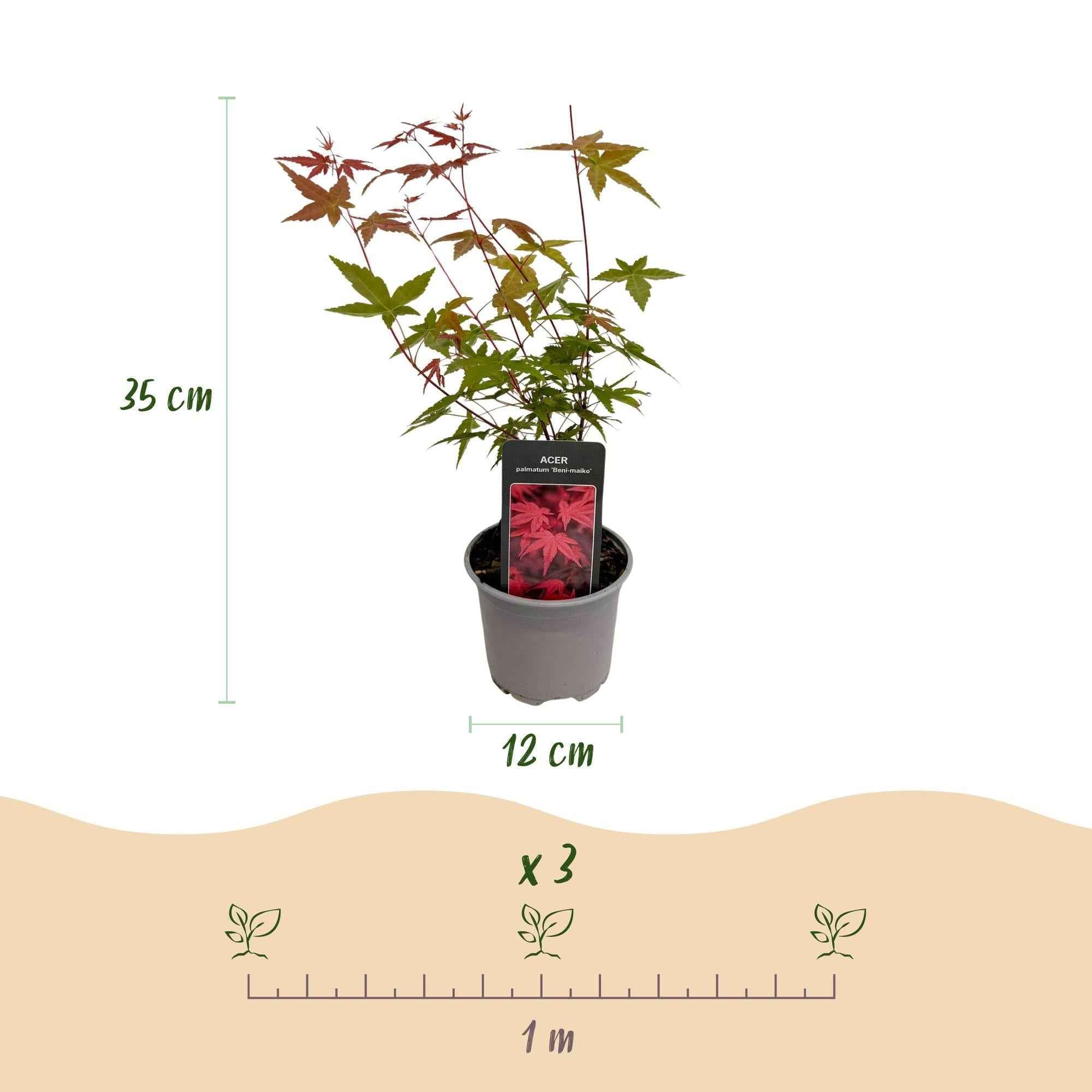 Image of Ahorn Acer palmatum Beni – maiko – 12cm Höhe ca.35cm – Rotes Laub im Frühling & Zierschimmer – Laubabwerfend & pflegeleicht-4