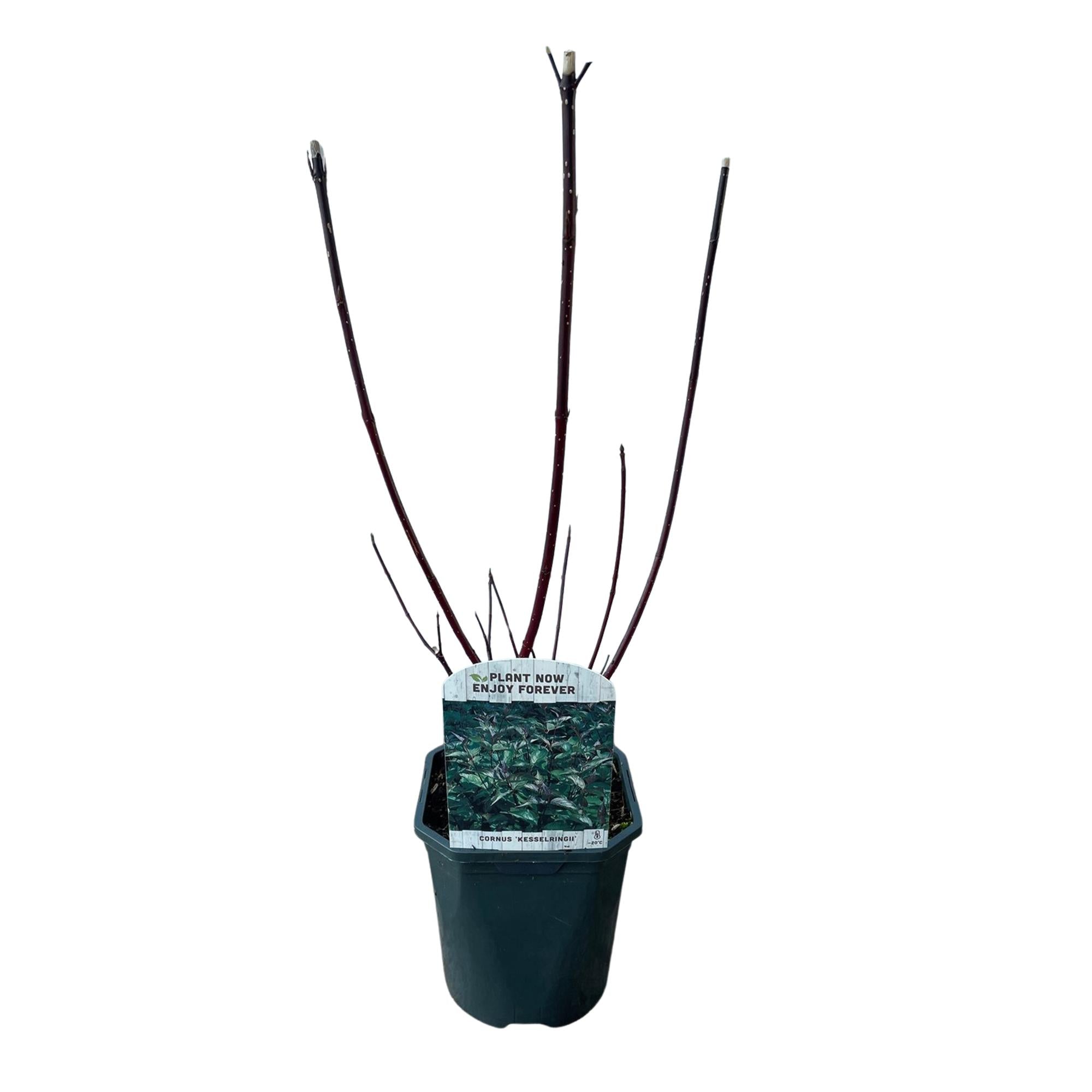 Image of Cornus alba 'Kesselringii' – Schwarzholz – Hartriegel – Zierstrauch 17cm – ca. 45cm hoch – Pflegeleicht & winterhart – Für Hecke & Beet-1