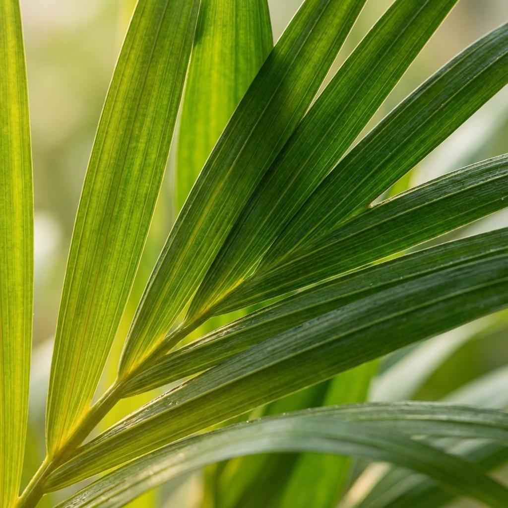 Image of Areca Palme Areca Dypsis Lutescens Ø12cm Höhe40cm – Goldfruchtpalme mit gefiederten Blättern – Luftreinigende Zimmerpflanze für Wohnraum & Büro-2