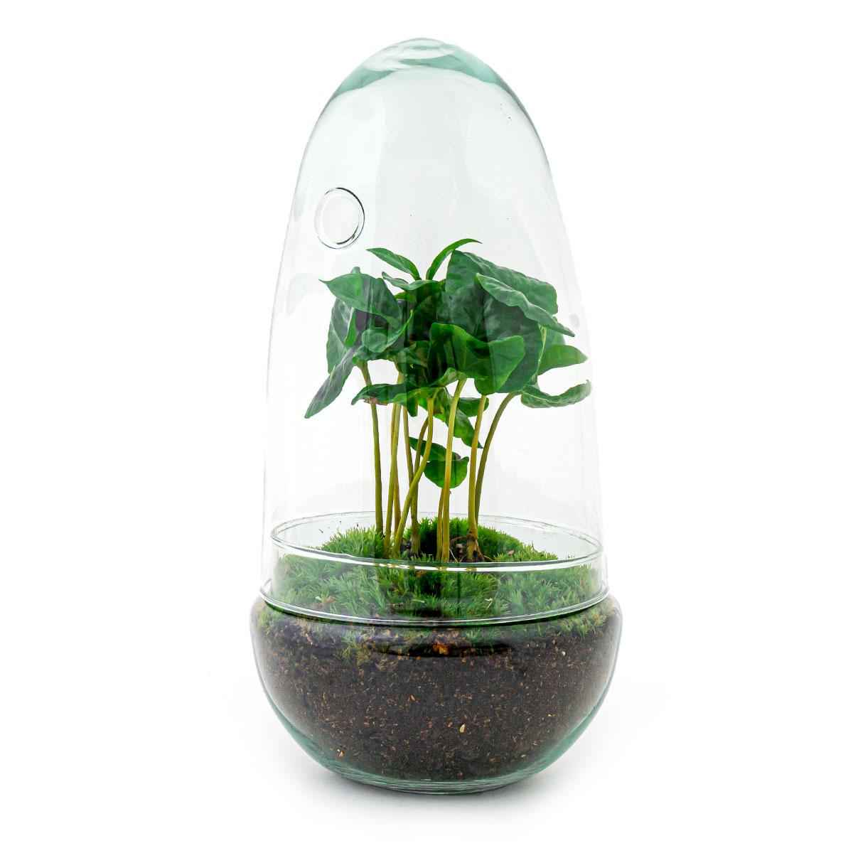 Image of Flaschengarten Egg Coffea Arabica – DIY Pflanzen – Terrarium – Höhe 25cm – Selbstversorgendes Mini – Ökosystem – Inkl. Moos, Erde & Pflanze