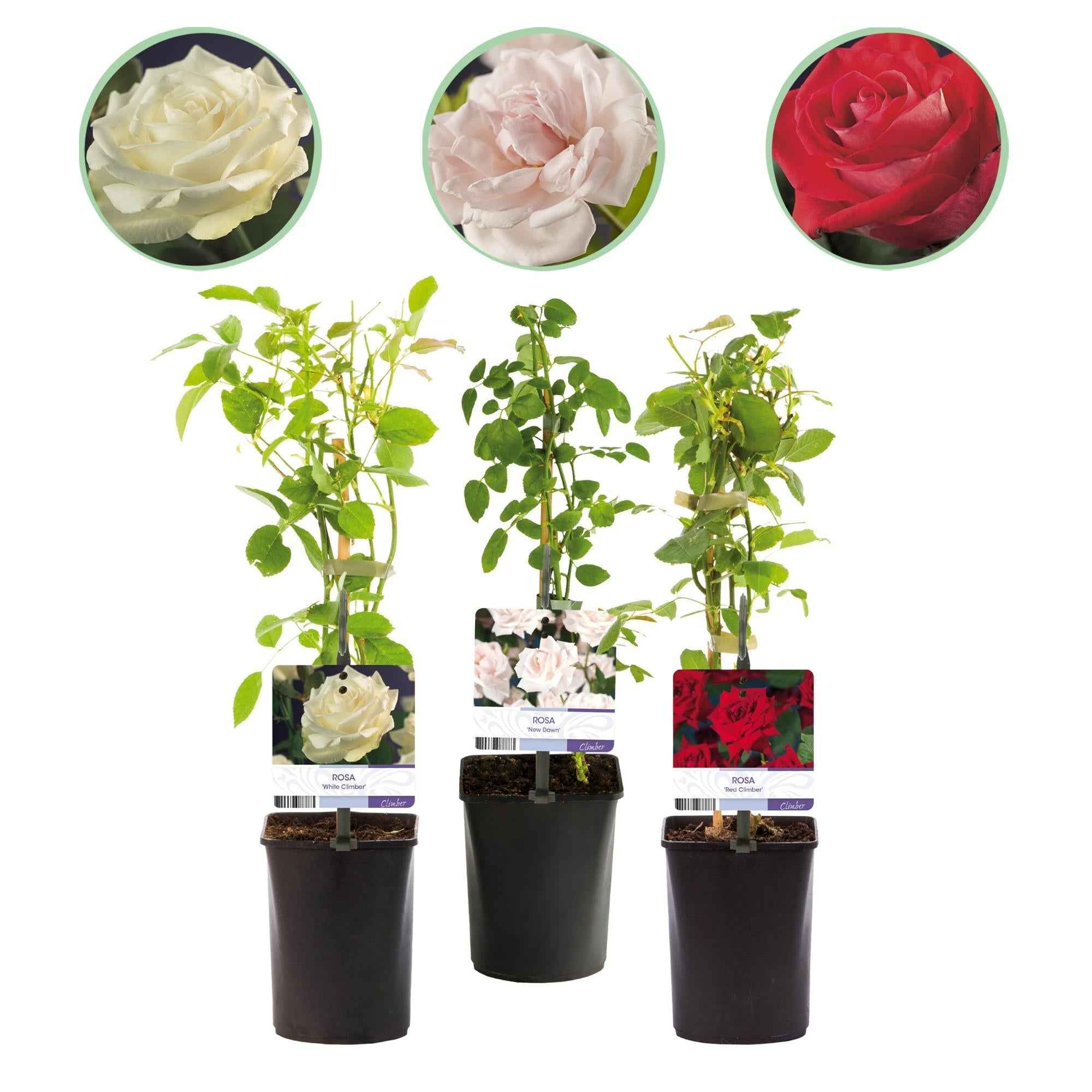 Image of Kletterrose – Rosa Tricolour – Blüte Rosa – Weiß – Rot – 3 Pflanzen – Duftend – Geringer Pflegeaufwand – 11cm – Höhe ca. 40cm-0