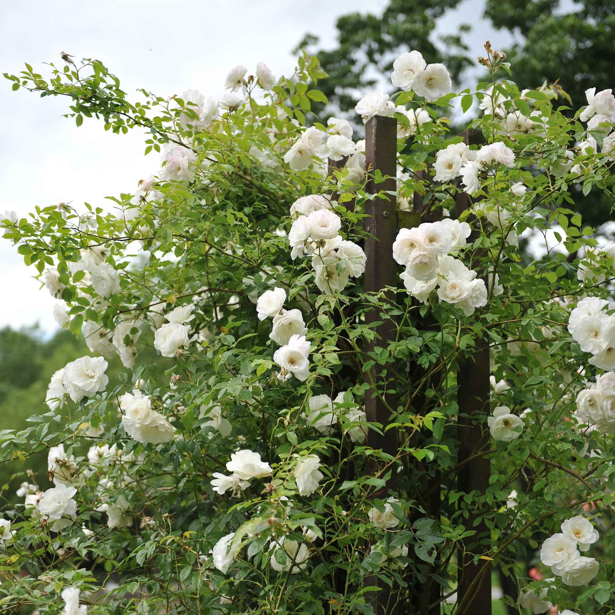 Image of Kletterrose – Rosa White Climber – Blüte Weiß – 2 Pflanzen – Wenig Pflege – 11cm – Höhe ca. 40cm-2