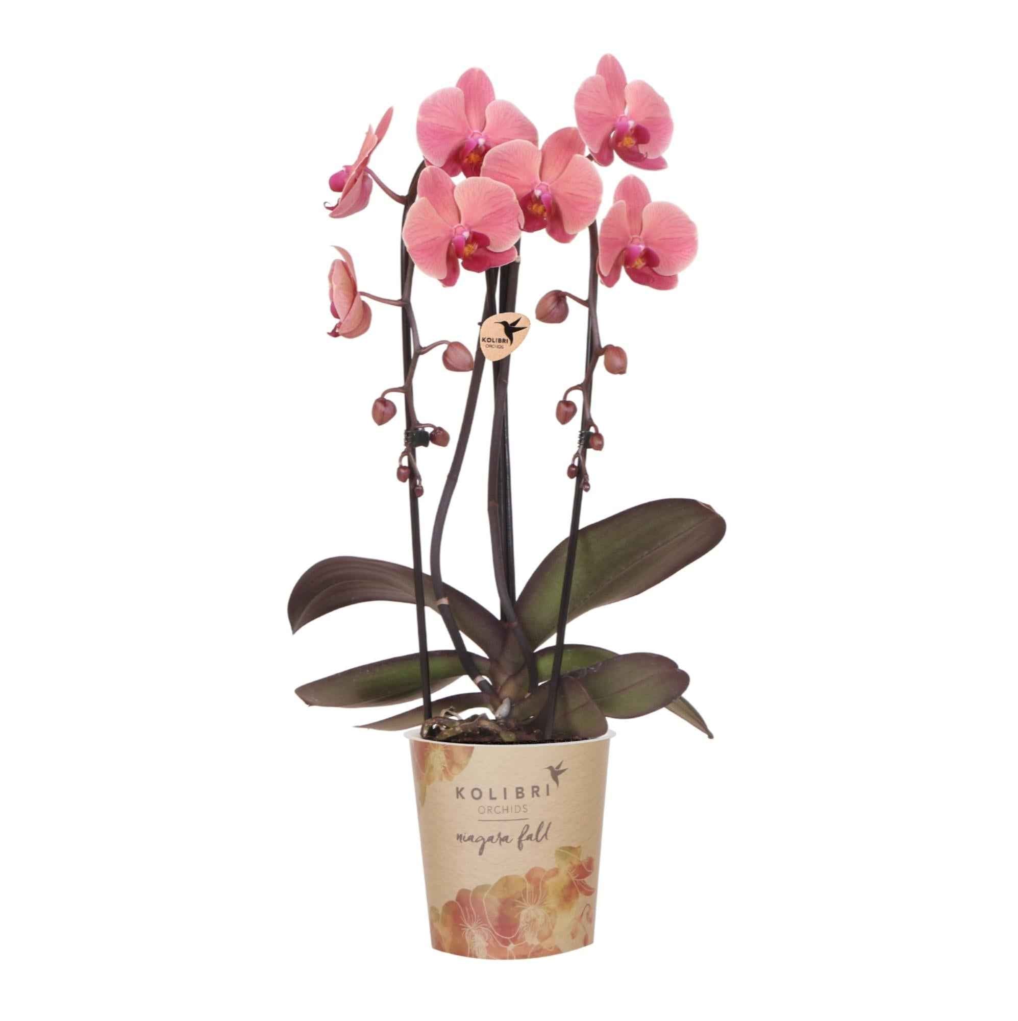 Image of Orchidee Narbonne – Lachsrosa Phalaenopsis – Blühende Zimmerpflanze – Ø12cm – Frisch vom Züchter – Elegante Dekopflanze für Wohnzimmer & Büro-0