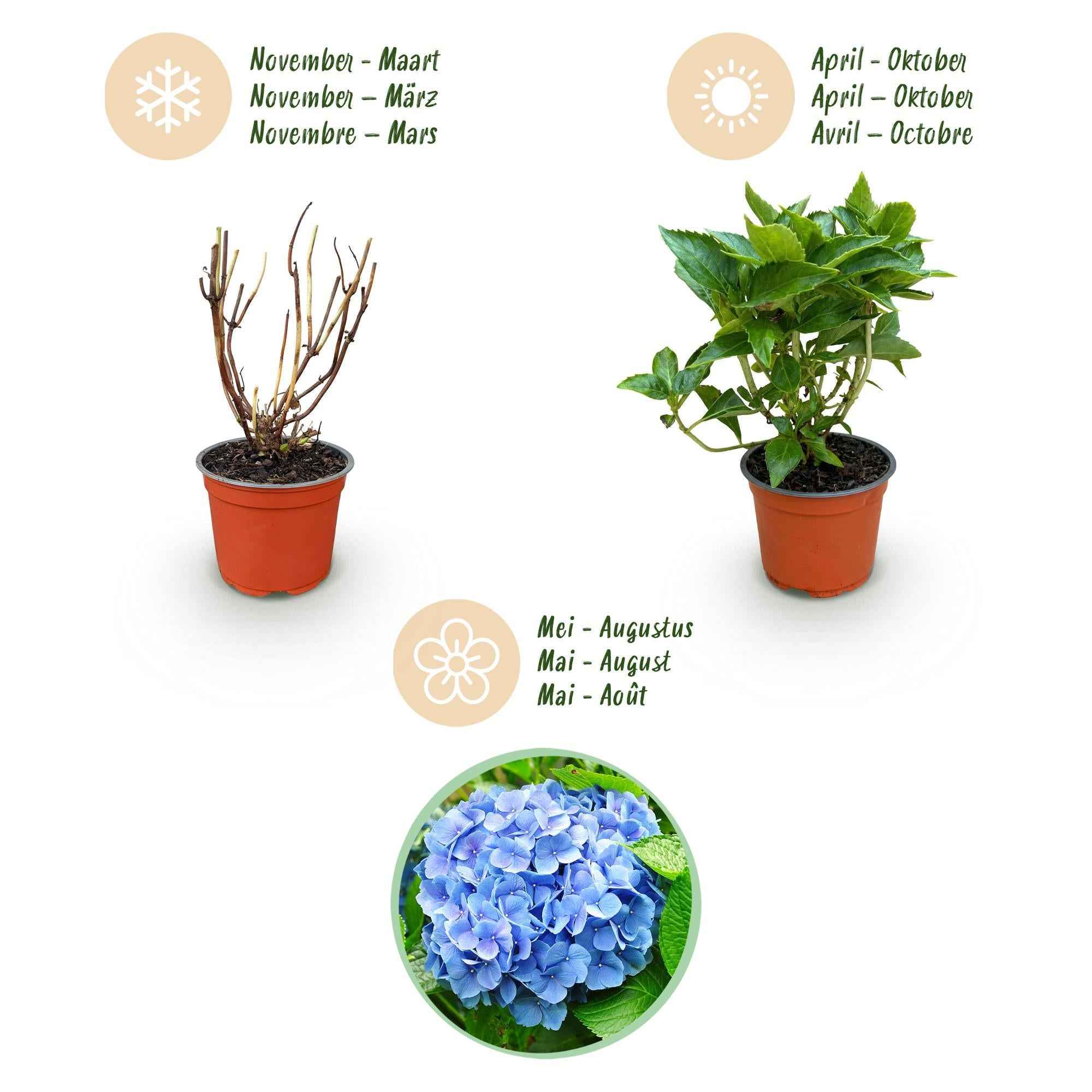 Image of Hortensie Hydrangea macrophylla blau winterhart 20-30cm 12cm für Garten Balkon Terrasse Beet blühender Zierstrauch pflegeleicht bienenfreundlich-4