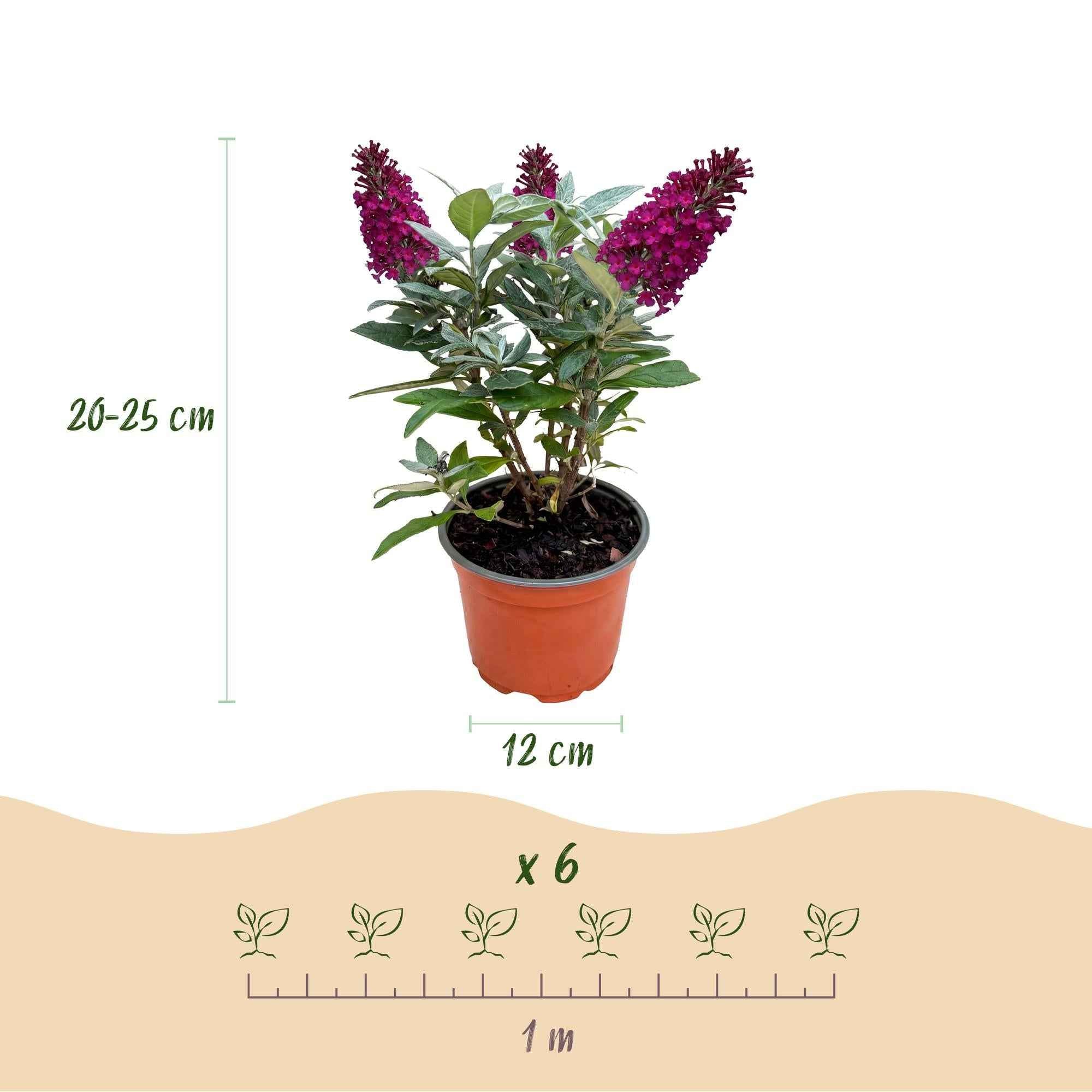 Image of Schmetterlingsstrauch Buddleja davidii Butterfly Candy Little Ruby kompakt rot 20-25cm 12cm bienenfreundlich duftend für Garten Balkon Terrasse Beet-3