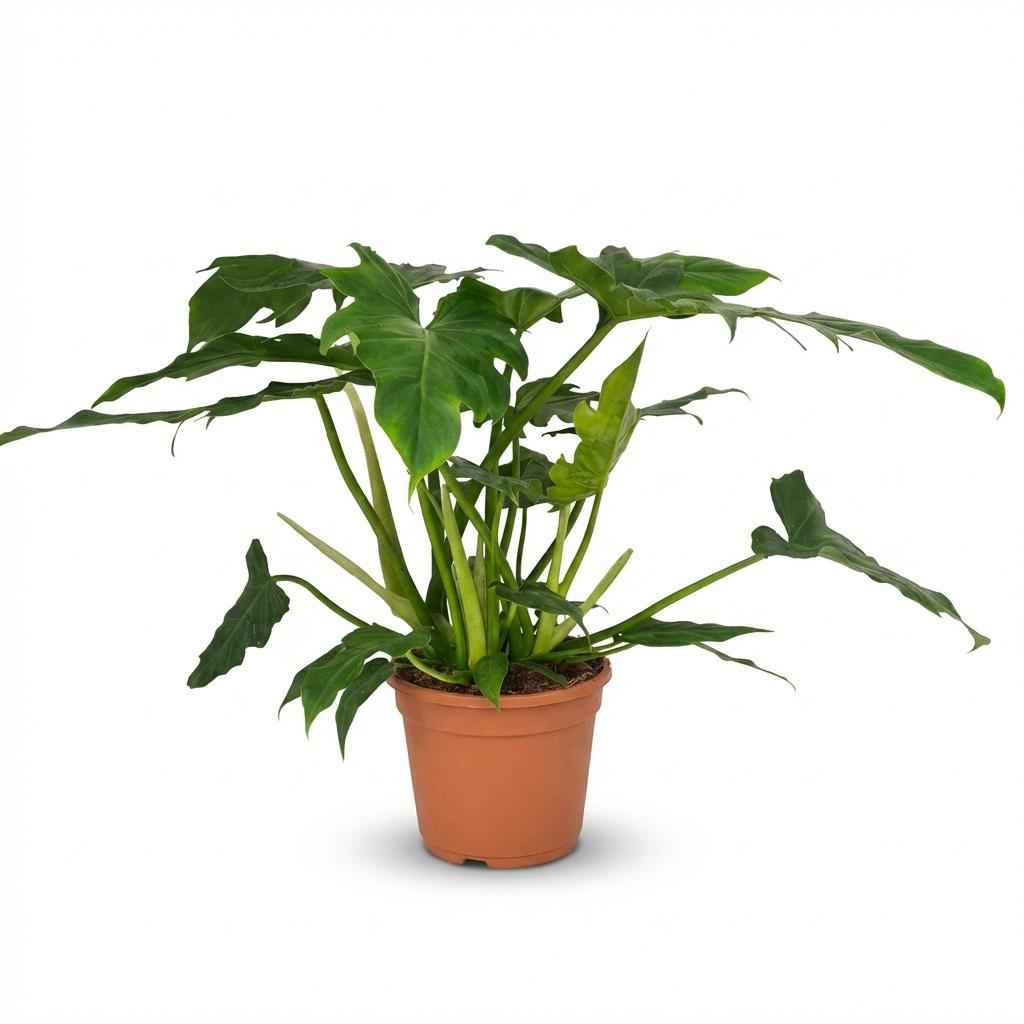 Image of Philodendron lacerum grün 65cm 19cm Baumfreund Pflanze pflegeleicht große Blätter für Zimmer & Büro tropische Grünpflanze für halbschattige Standorte-0