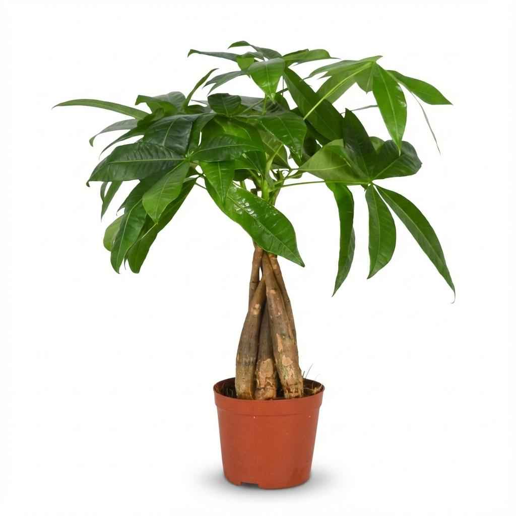 Image of Glückskastanie Pachira Aquatica Zimmerpflanze Geldbaum – 40-50cm – Pflegeleichte Zimmerpflanze im 12cm Topf-0