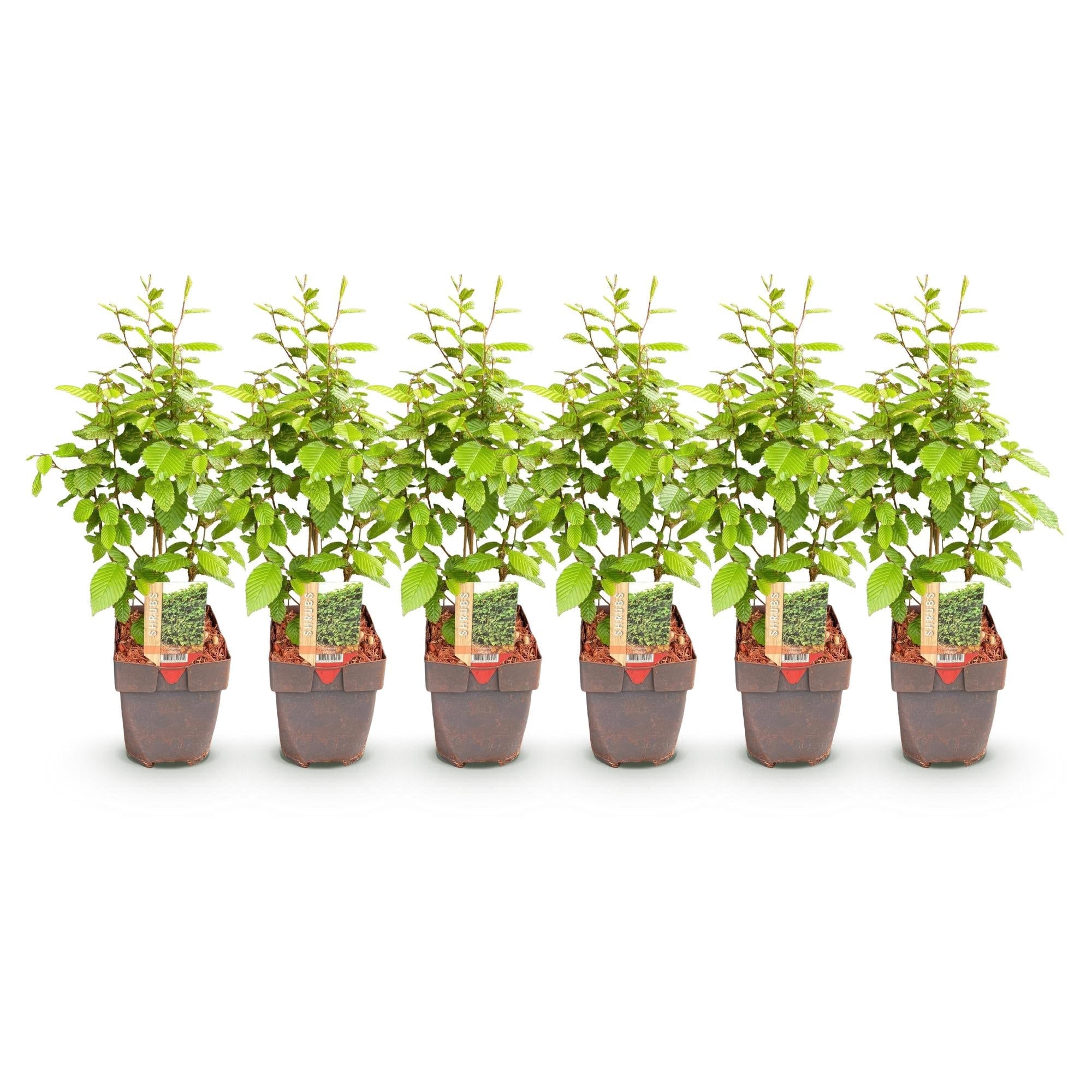 Image of Gemeine Hainbuche Carpinus betulus – Heckenpflanze – 6 Pflanzen – 1 laufender Meter – 17cm – Höhe 55cm – Dichtes Laub – Privatsphäre-1