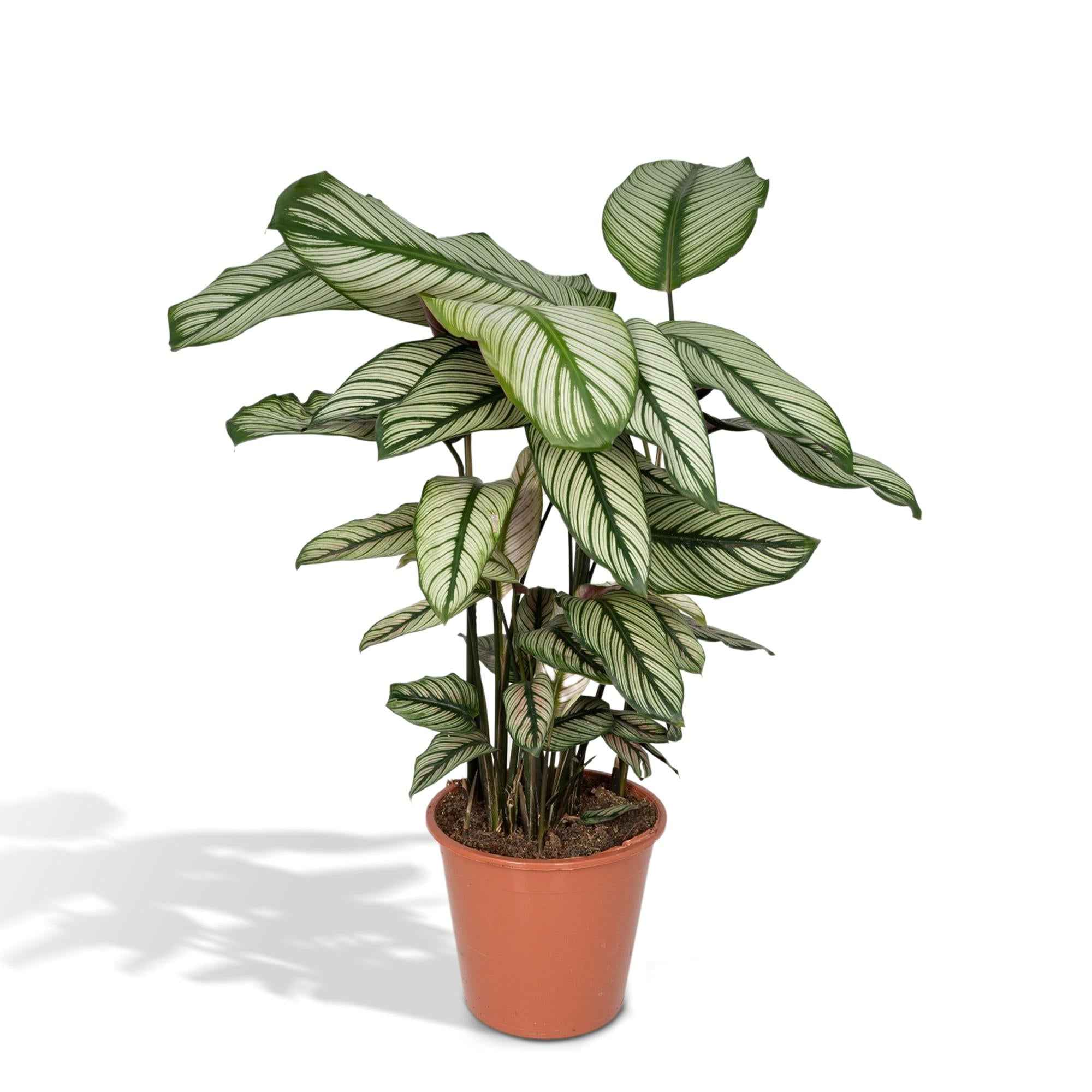 Image of Calathea Whitestar – Ø19cm x H50cm – Tropische Zimmerpflanze mit lebendigem Blattspiel – Luftreinigend & pflegeleicht – Im Pflanztopf