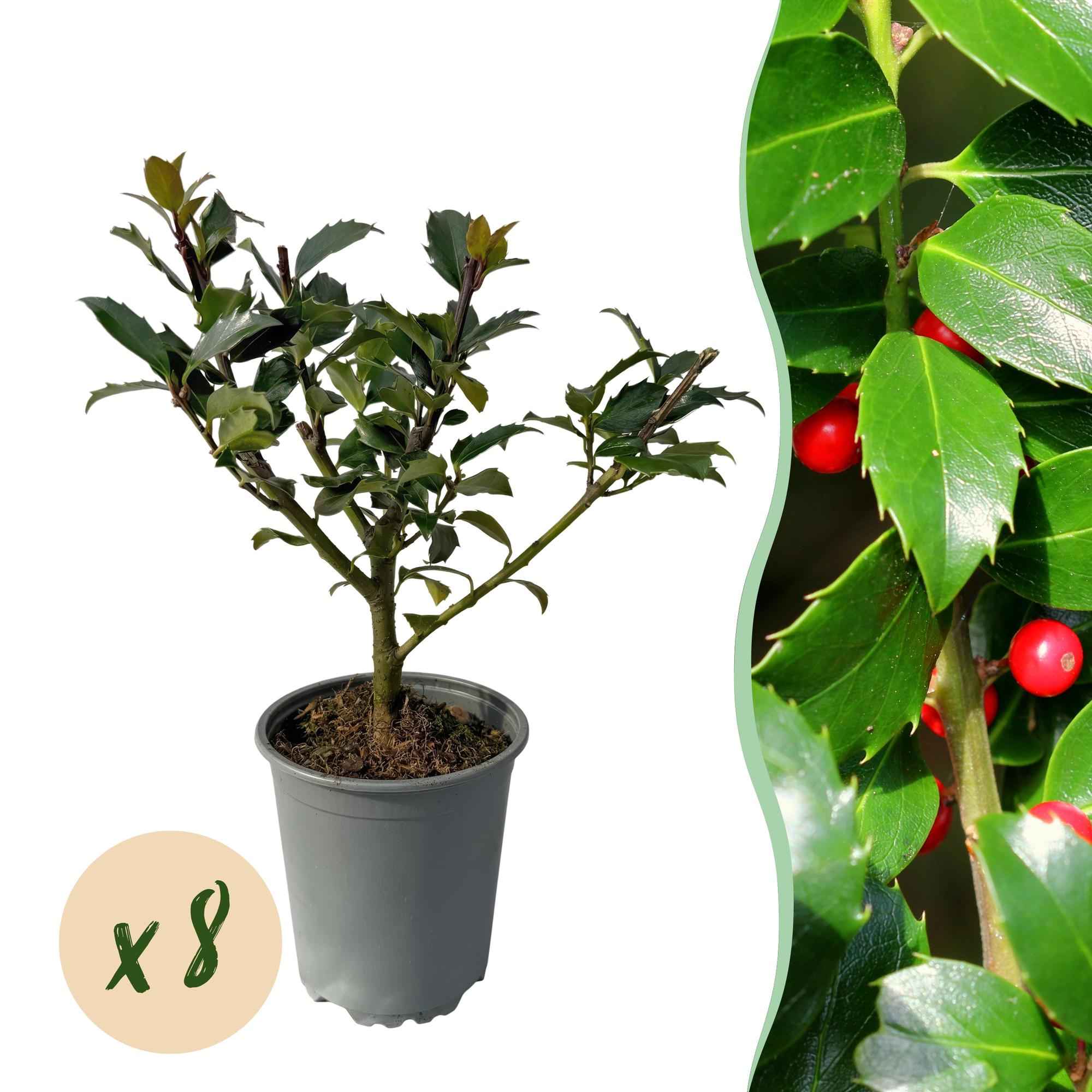 Image of Stechpalme – Ilex meserveae Blue Maid – Heckenpflanze – Blatt grün – 8 Pflanzen – 1 laufender Meter – immergrün – 9cm Höhe 25-30cm-1