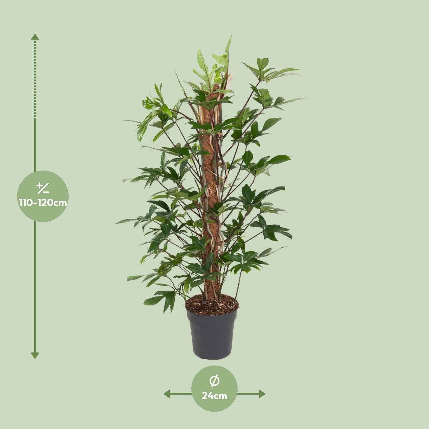 Image of Baumfreund – Philodendron Pedatum – Zimmerpflanze – Ø24cm – ↕120cm – Pflegeleicht – Halbschatten – Üppiges grünes Laub