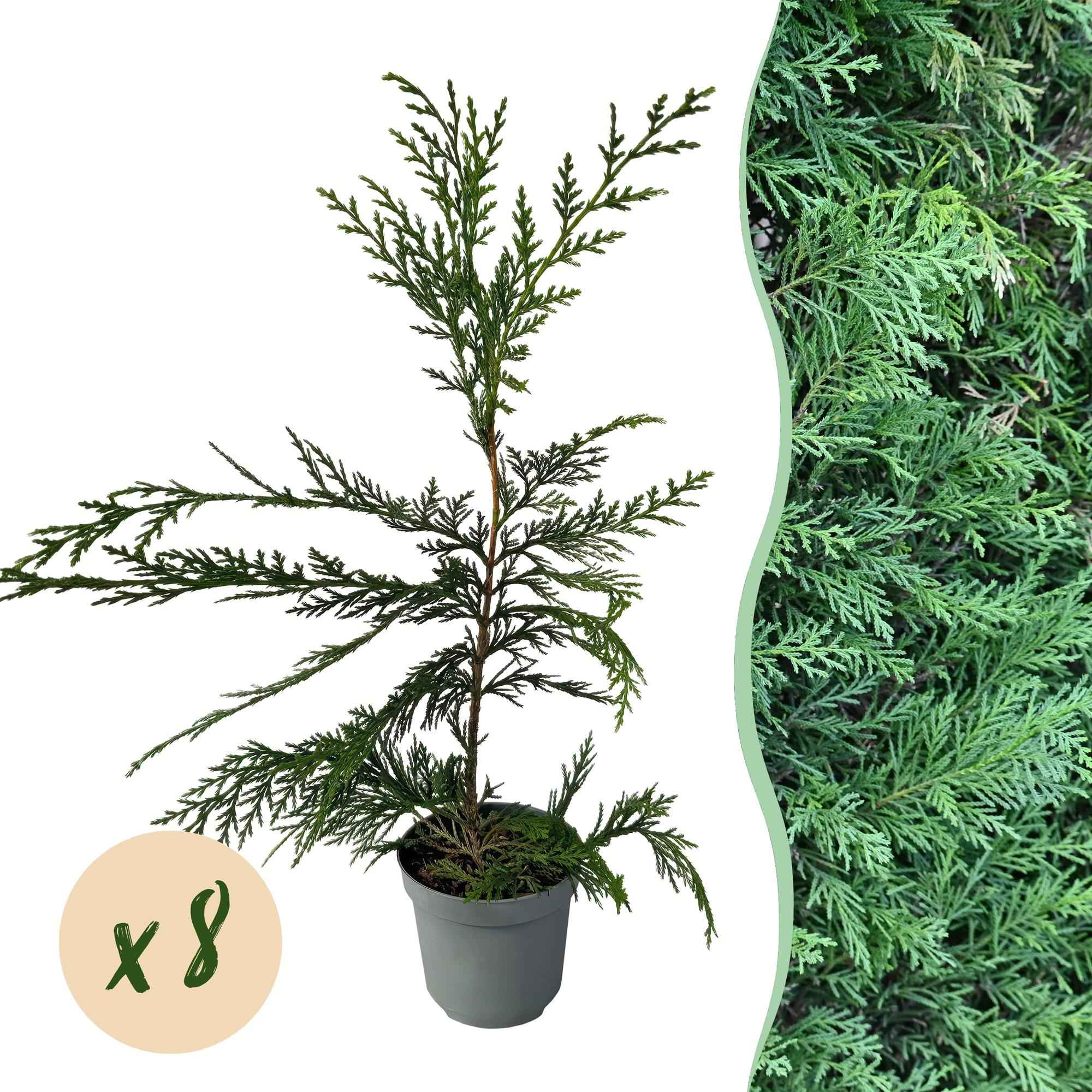 Image of Leyland – Zypresse Cupressocyparis leylandii – Immergrüne Heckenpflanze – 8 Pflanzen – 1m – 9cm Höhe 35-40cm – Schnellwachsend & Pflegeleicht-1