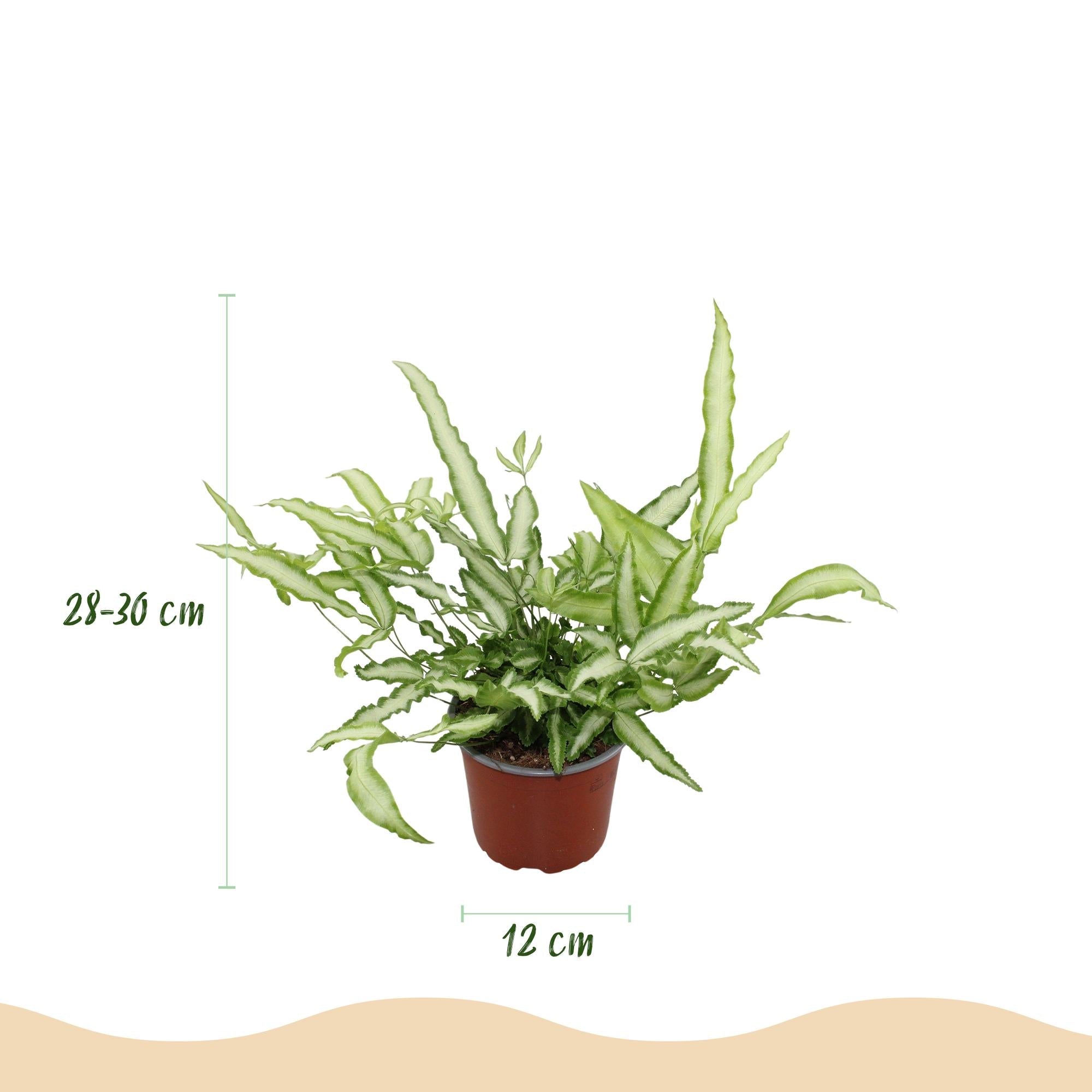 Image of Pteris cretica Albolineata Flügelfarn – Haustierfreundliche Zimmerpflanze 12cm – Höhe ca.20cm – Farn mit weißer Blattzeichnung für Wohnzimmer & Büro-2