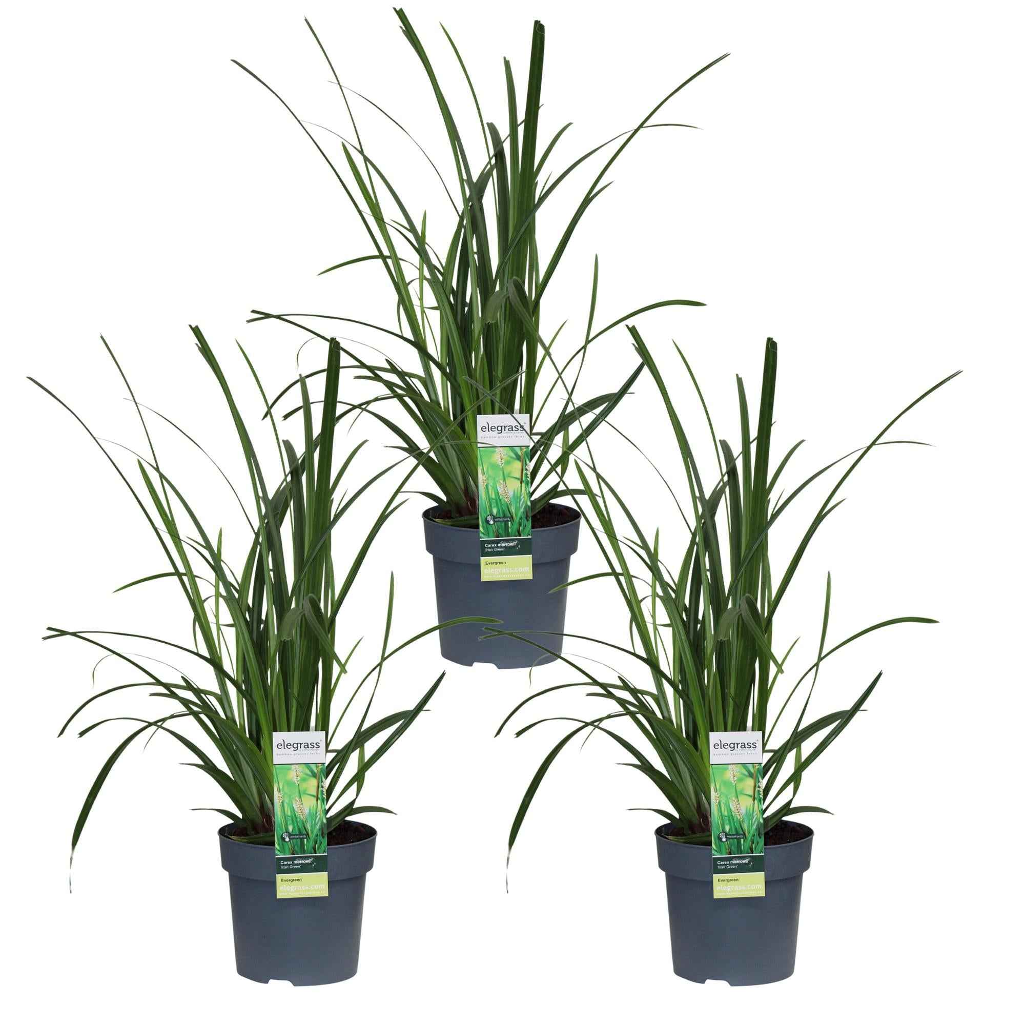 Image of Carex morrowii 'Irish Green' – 3 Pflanzen – Immergrünes Ziergras – Ø14cm – Höhe ca. 30cm – robustes Garten – Gras für Sonne & Schatten