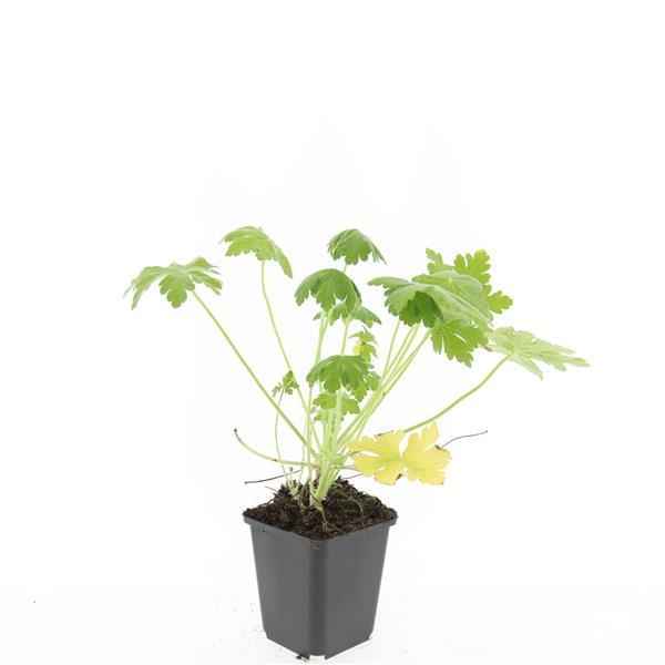 Image of Geranium macrorrhizum 'Spessart' – Bodendecker – 24 Pflanzen – Ø9cm – ↕10-25cm – Weiß blühend & winterhart – Für Sonne & Schatten-4