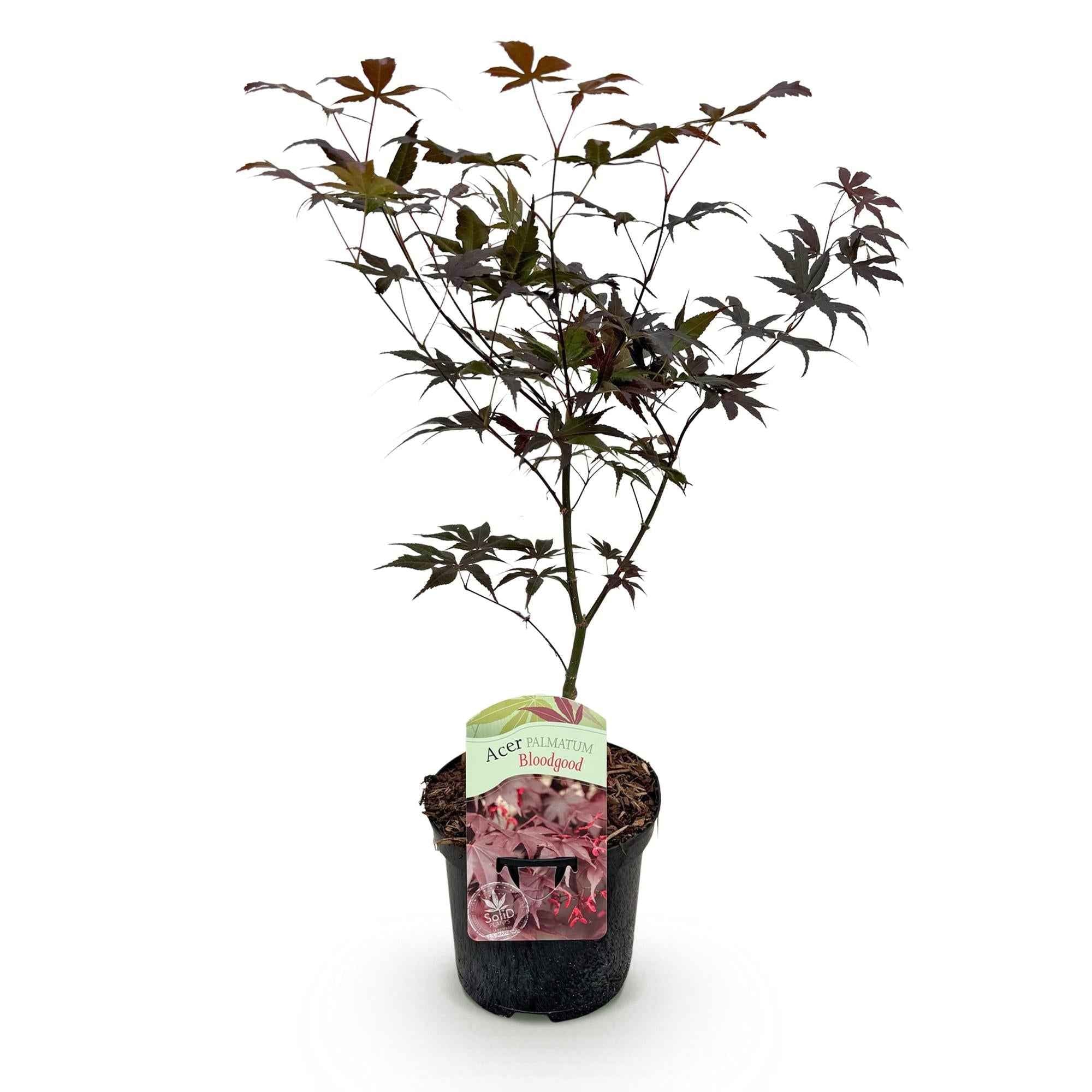 Image of Japanischer Ahorn Acer palmatum Bloodgood – Balkonpflanze – Rot – Laubabwerfend – 19cm – Ca. 70cm hoch – Für Beet, Terrasse & Balkon-1