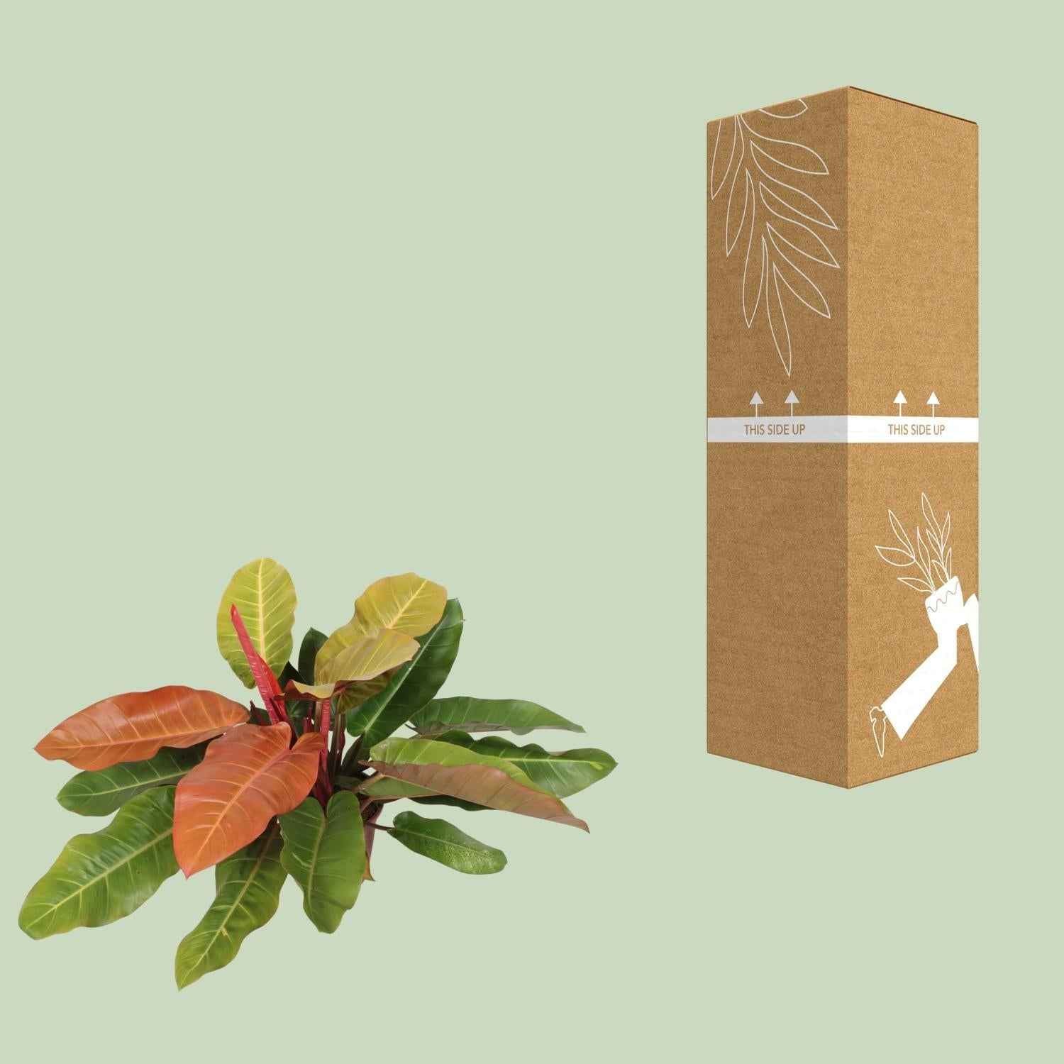 Image of Philodendron Prince of Orange – Baumfreund – Ø27cm ↕75cm – Pflegeleichte Zimmerpflanze mit orange-grünen Blättern für Wohnzimmer & Büro-2