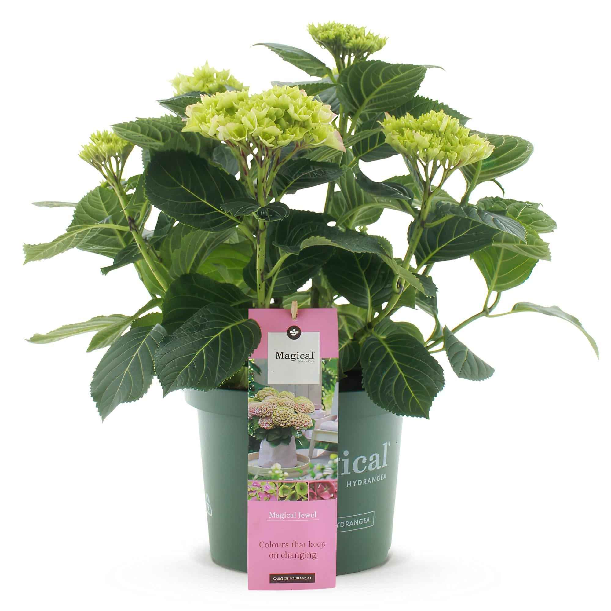 Image of Hortensie Magical Jewel Pink – Hydrangea macrophylla – Rosa – Balkonpflanze – Im 23cm Topf – Ca. 55cm hoch – 6-10 Blüten – Reichblühend & Farbakzent-1