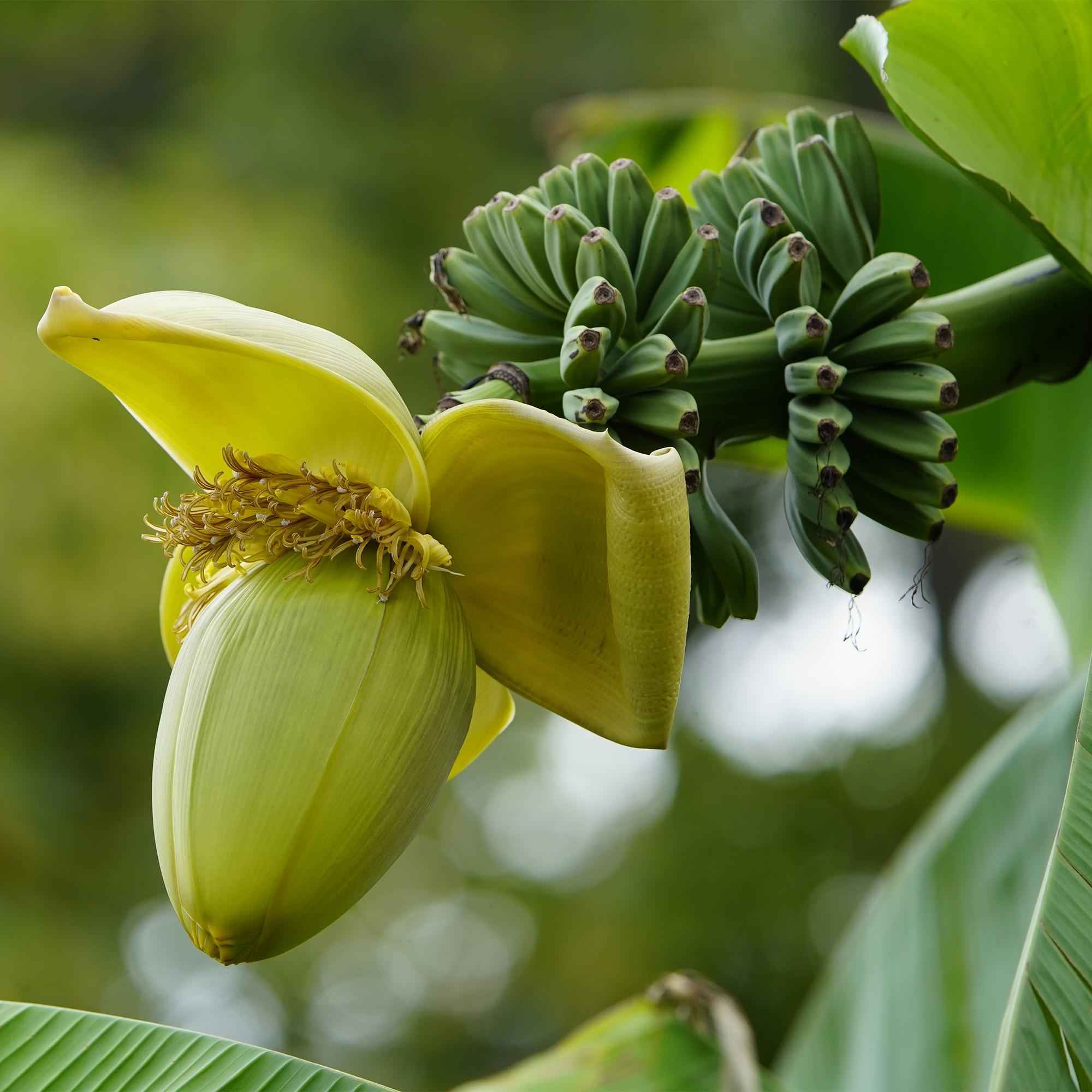 Image of Bananenpflanze Musa Basjoo – 2 Pflanzen – Winterhart – Obstpflanze – Ø12cm, Höhe ca. 30cm – Exotische Gartenbanane für Beet, Terrasse & Balkon-0