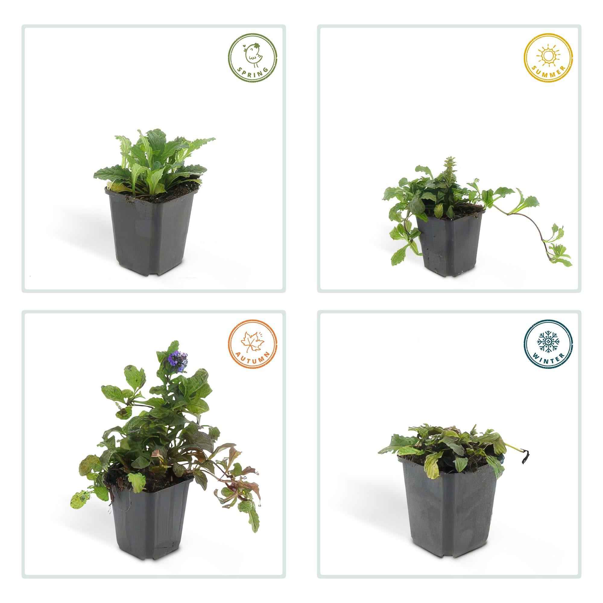 Image of Ajuga reptans – Kriechender Günsel Ø9cm – Höhe 10-25cm – Bodendecker für Halbschatten & Schatten – Blauer Blütenteppich – 24 Pflanzen-2