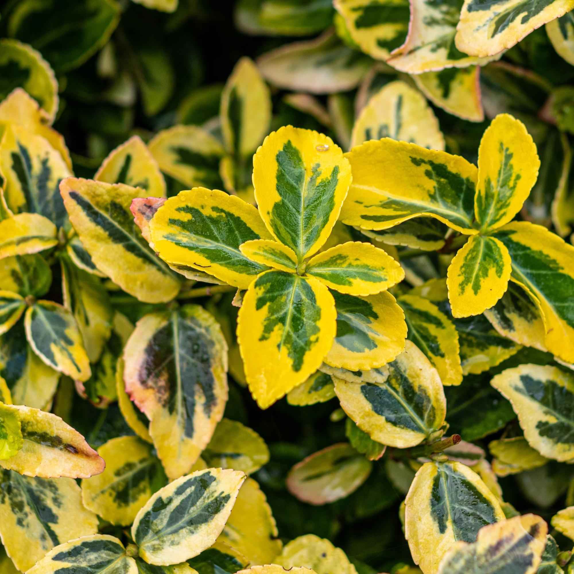 Image of Euonymus fortunei 'Emerald 'n Gold' – Immergrüne Stamm – Pflanze – grün – goldenes Laub – pflegeleicht & kompakt – Terrassen – & Gartenpflanze-4