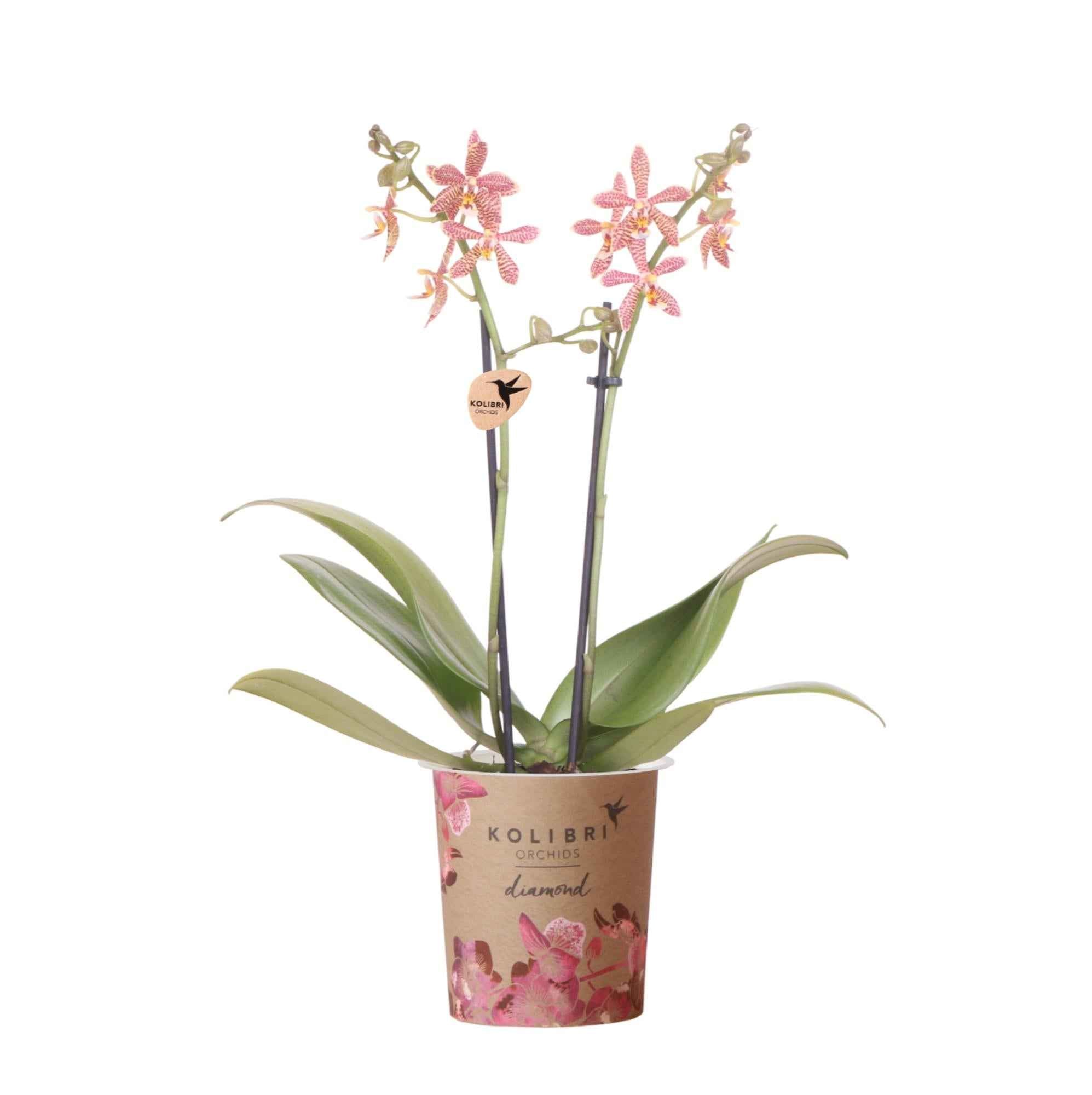 Image of Phalaenopsis Orchidee Spider – Orange – Ø9cm – Blühende Zimmerpflanze mit einzigartigem Muster – Elegante & pflegeleichte Orchidee frisch vom Züchter-0