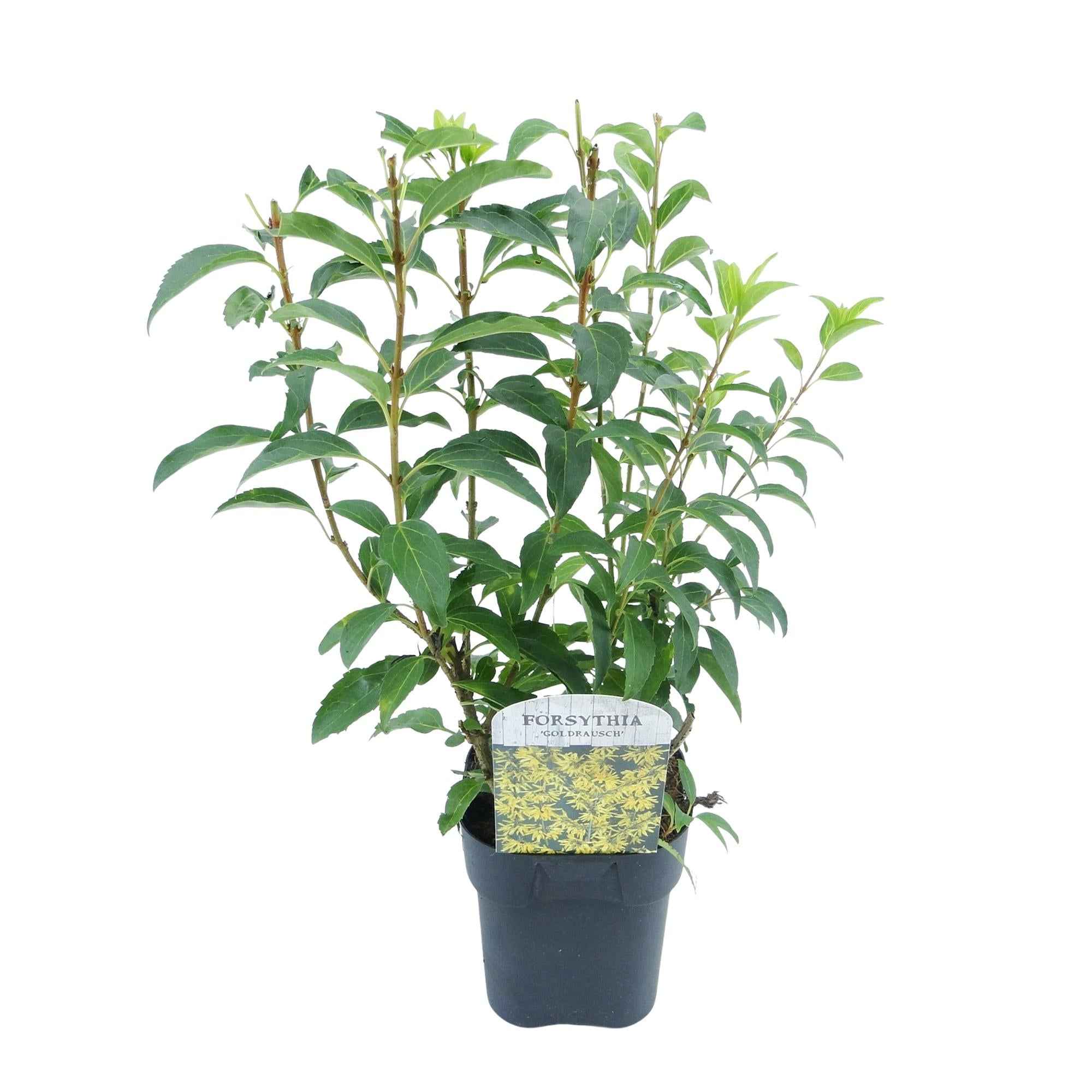 Image of Goldglöckchen Forsythia intermedia – Zierstrauch mit gelben Blüten – 17cm – Höhe ca. 45cm – Schnellwachsender & pflegeleichter Blütenstrauch