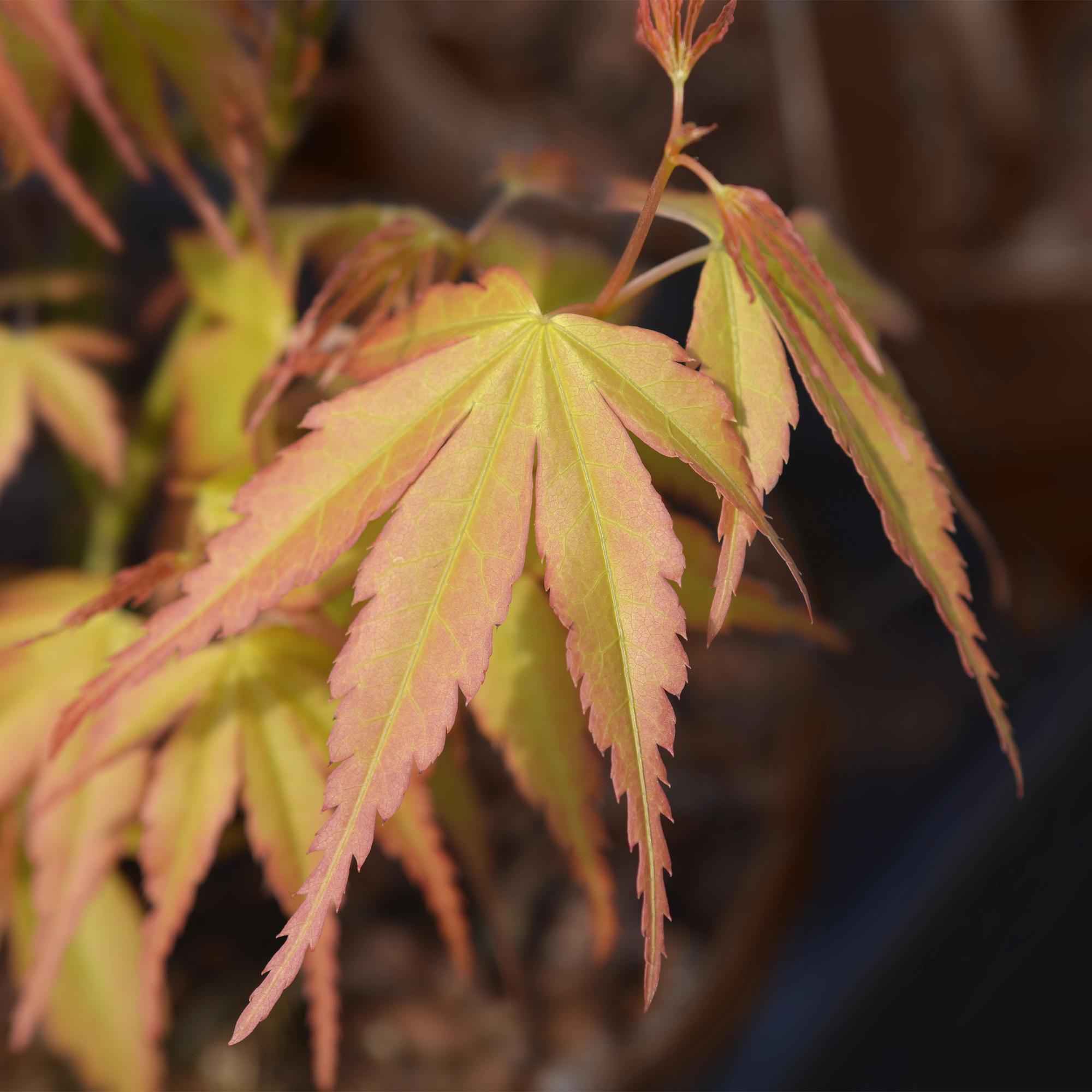 Image of Ahorn Acer palmatum Katsura – 12cm – Höhe ca. 35cm – Frischgrüner Austrieb & goldene Herbstfärbung – Laubabwerfender pflegeleichter Zierstrauch-2